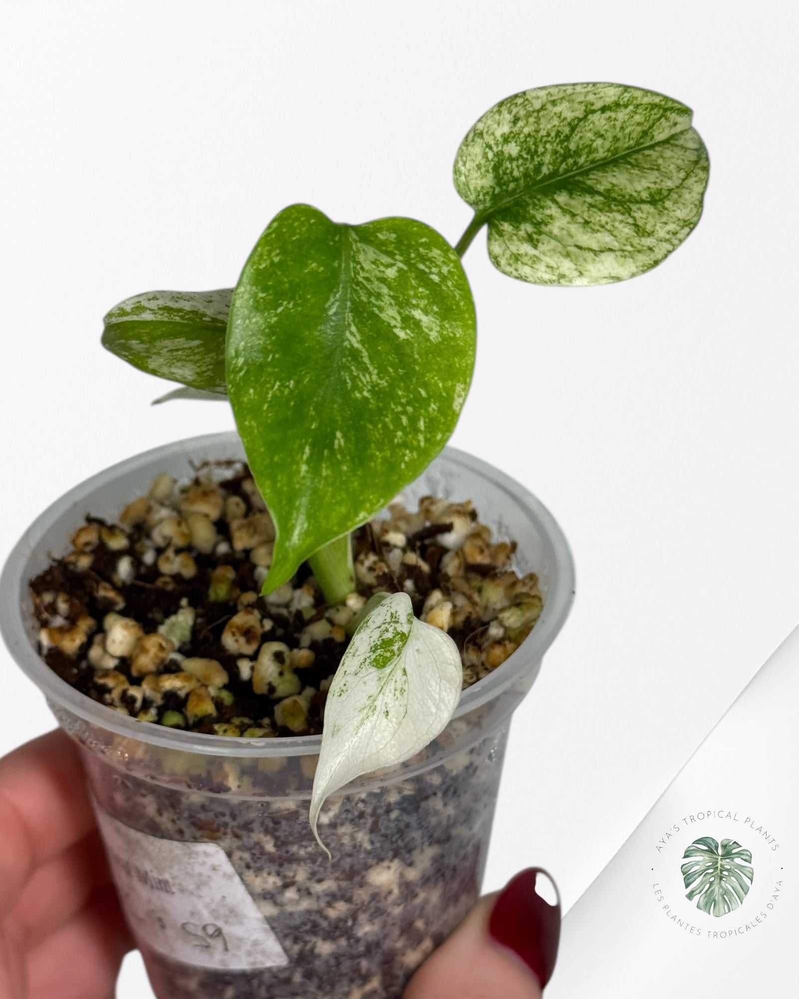 Monstera Mint| Rare TC Plant | Aya's Tropical Plants