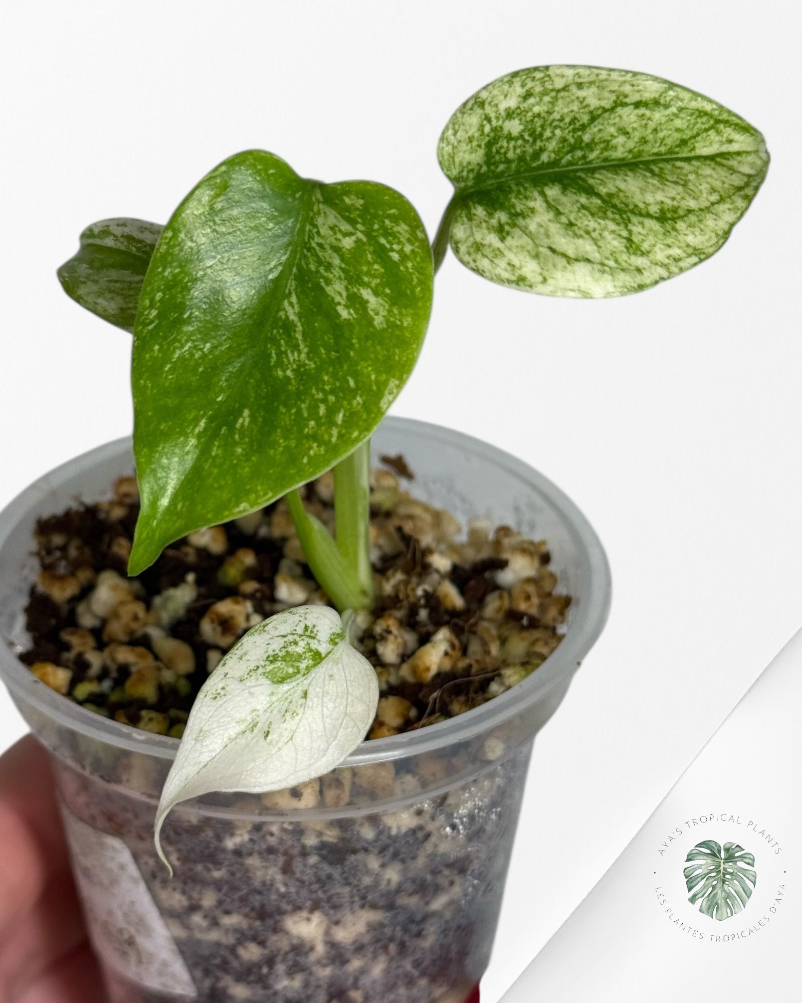 Monstera Mint| Rare TC Plant | Aya's Tropical Plants