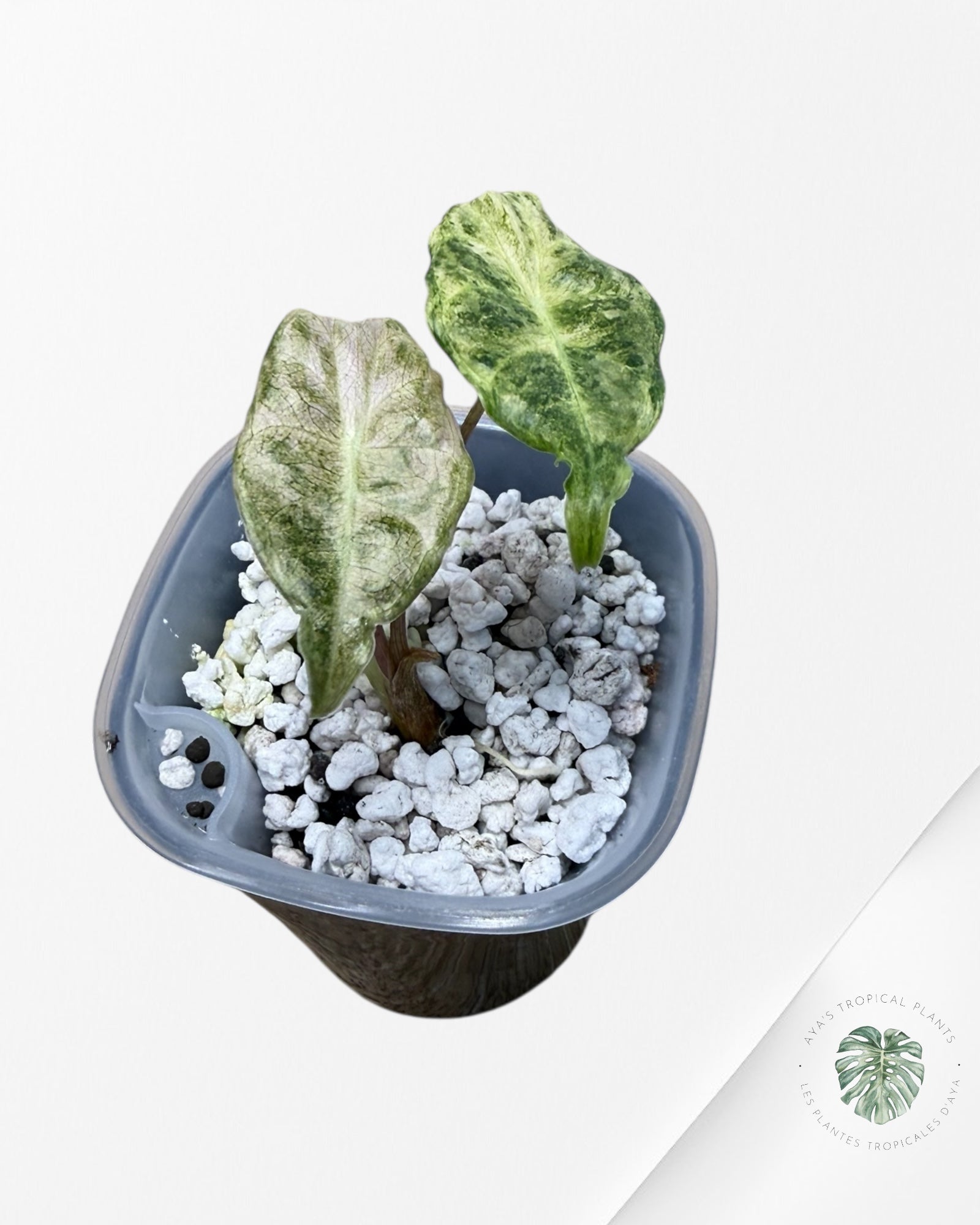 Alocasia Black Satun Pink Stardust