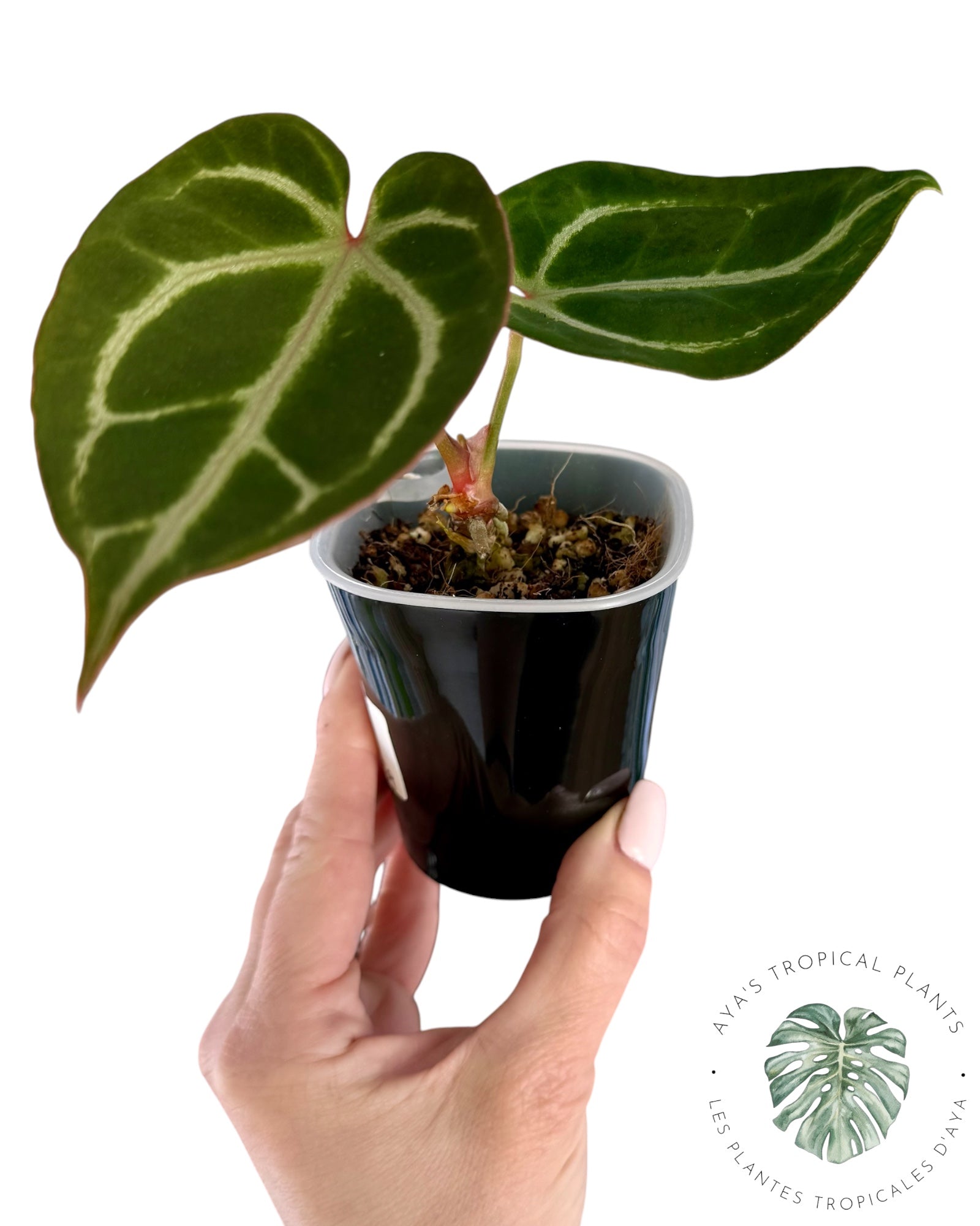 Anthurium Red Crystallinum x Dorayaki