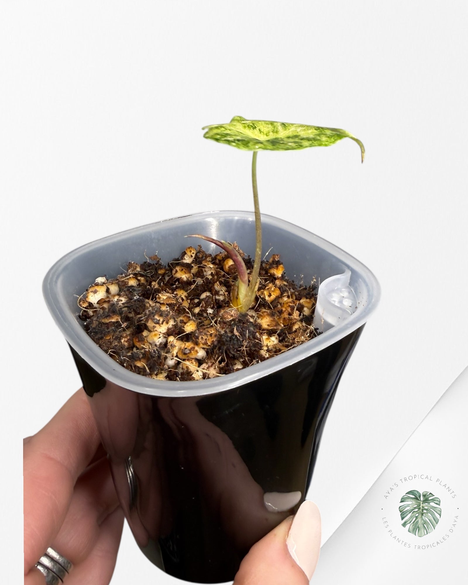 Alocasia Black Satun Pink Stardust