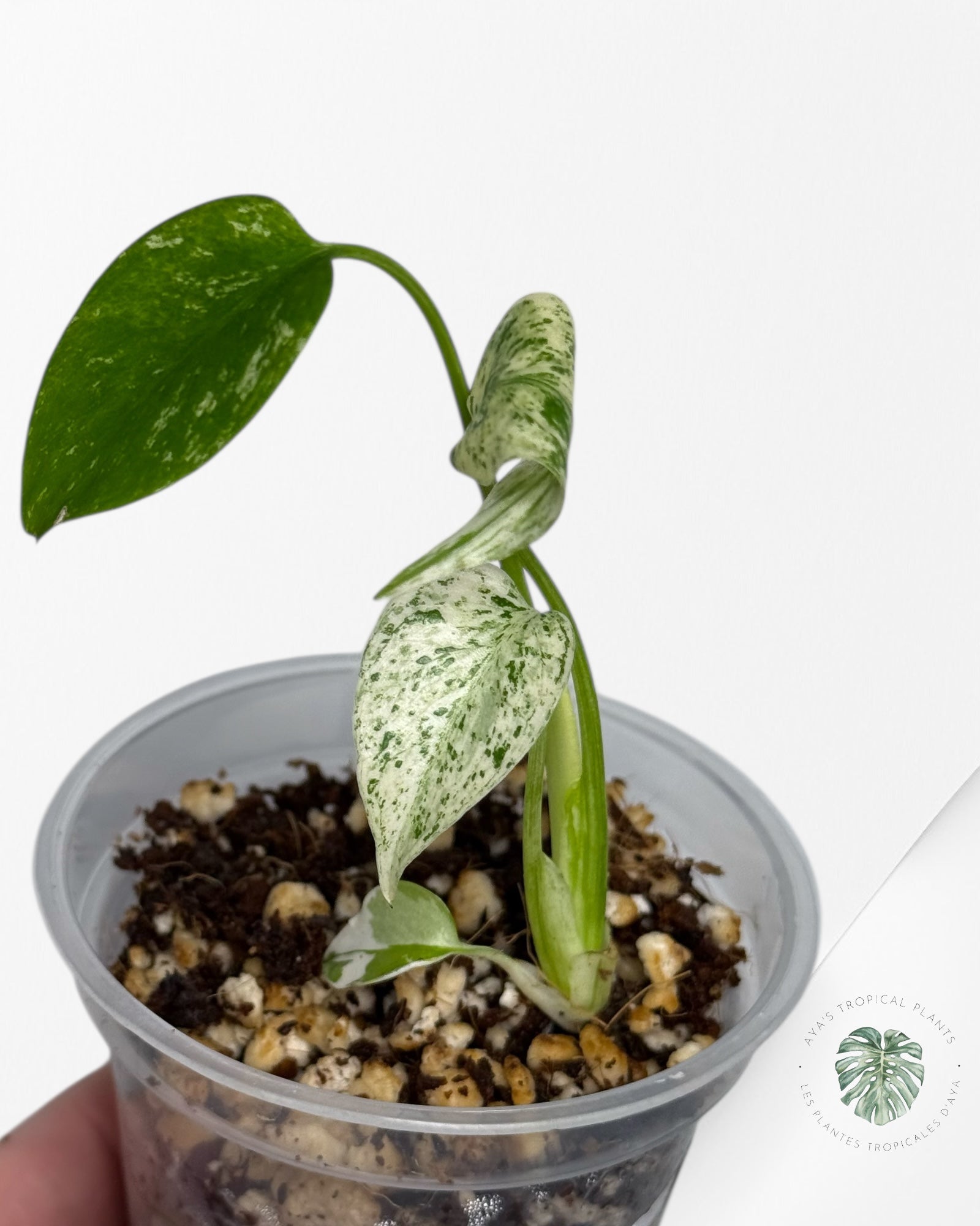 Monstera Mint| Rare TC Plant | Aya's Tropical Plants