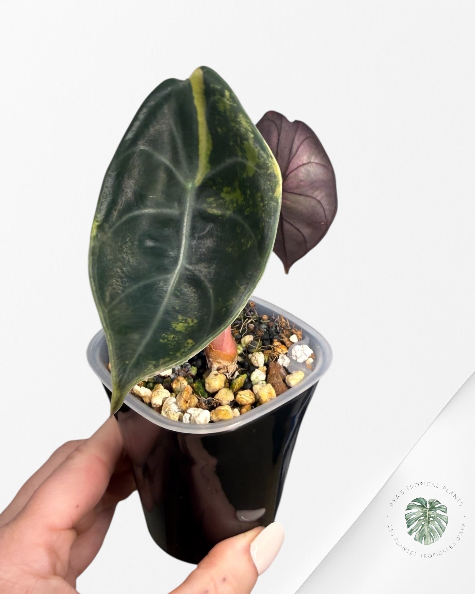 Alocasia Sedenii Aurea Variegated