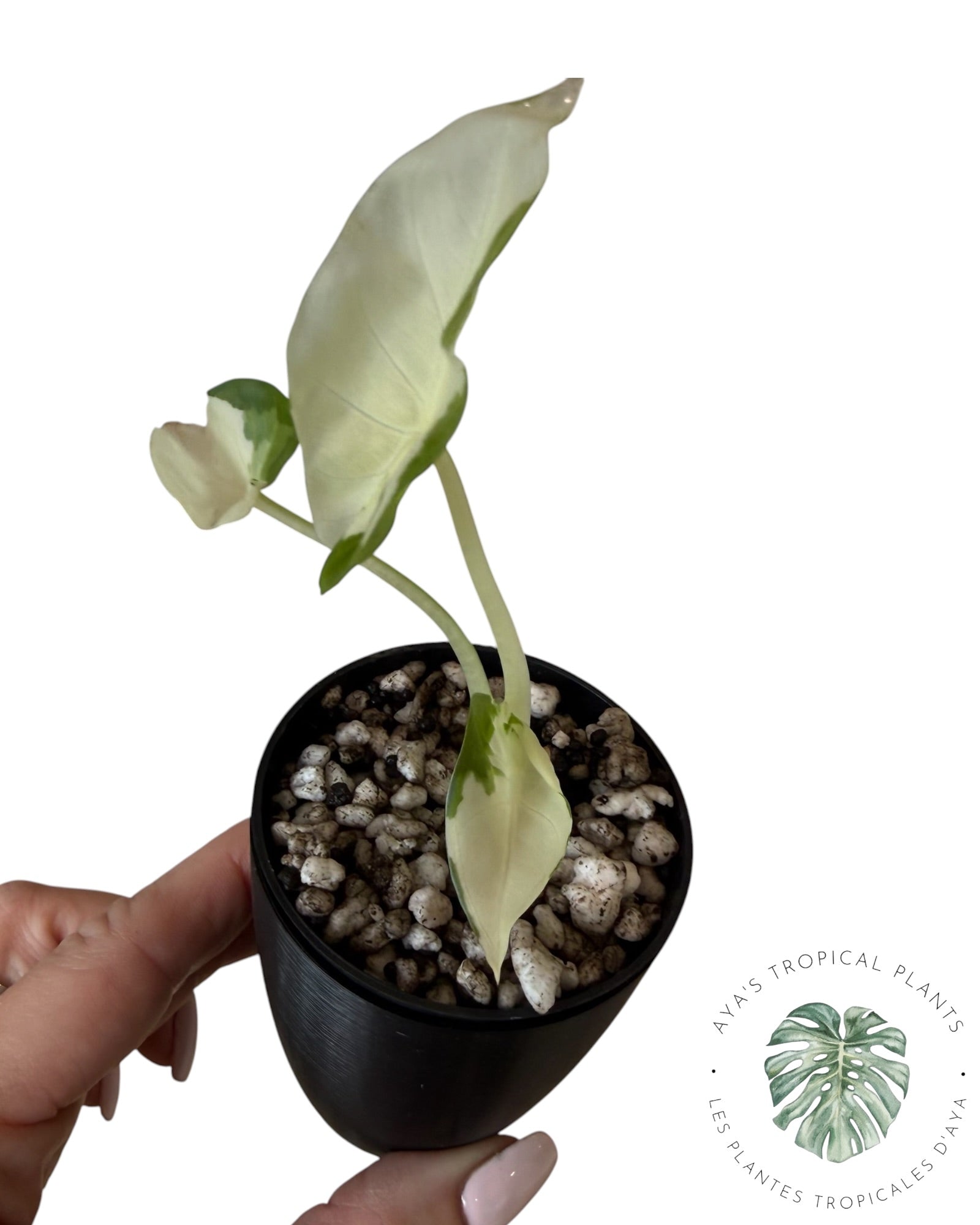 Alocasia Regal Shield Albo