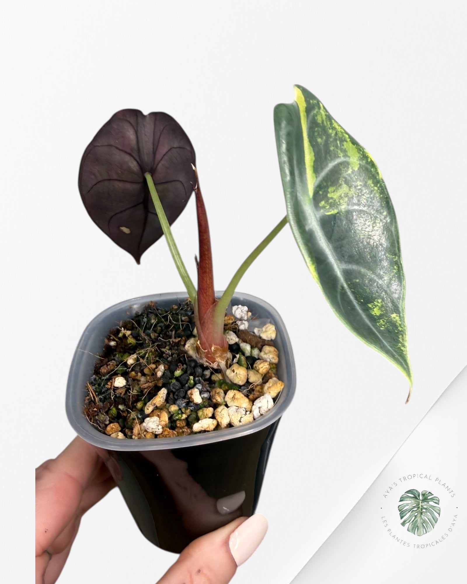 Alocasia Sedenii Aurea Variegated