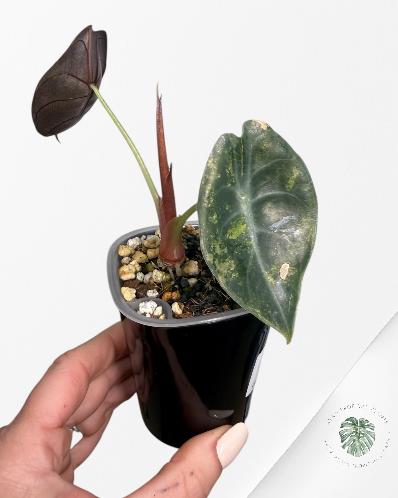 Alocasia Sedenii Aurea Variegated