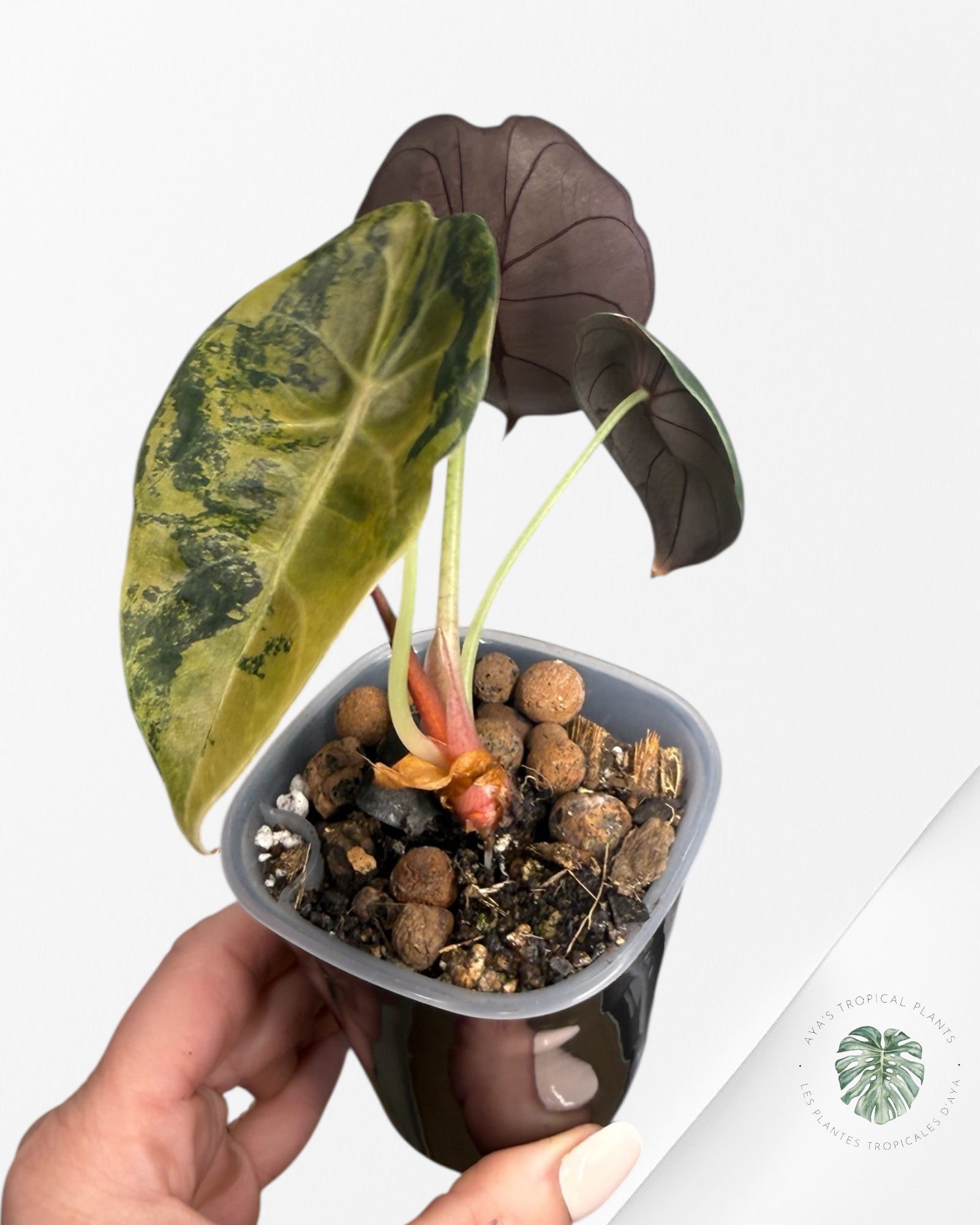 Alocasia Sedenii Aurea Variegated