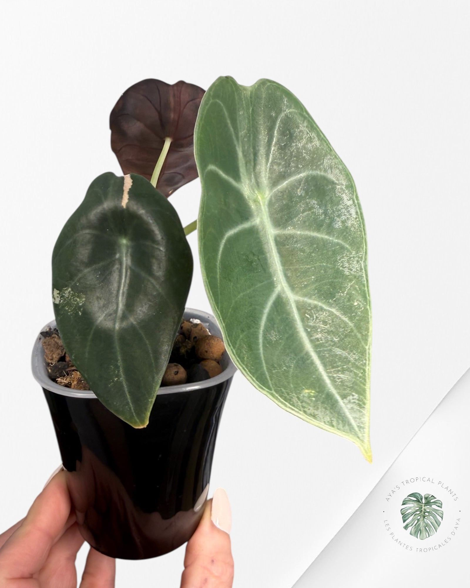 Alocasia Sedenii Aurea Variegated
