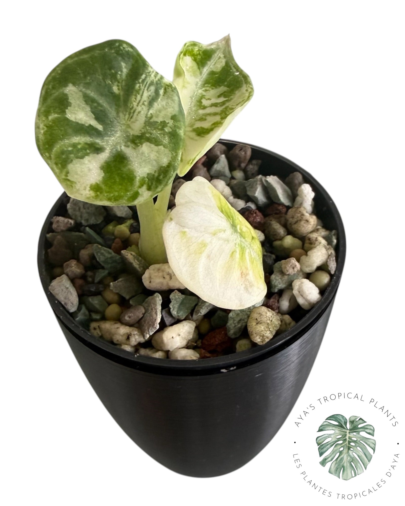 Alocasia Ninja Albo Variegated