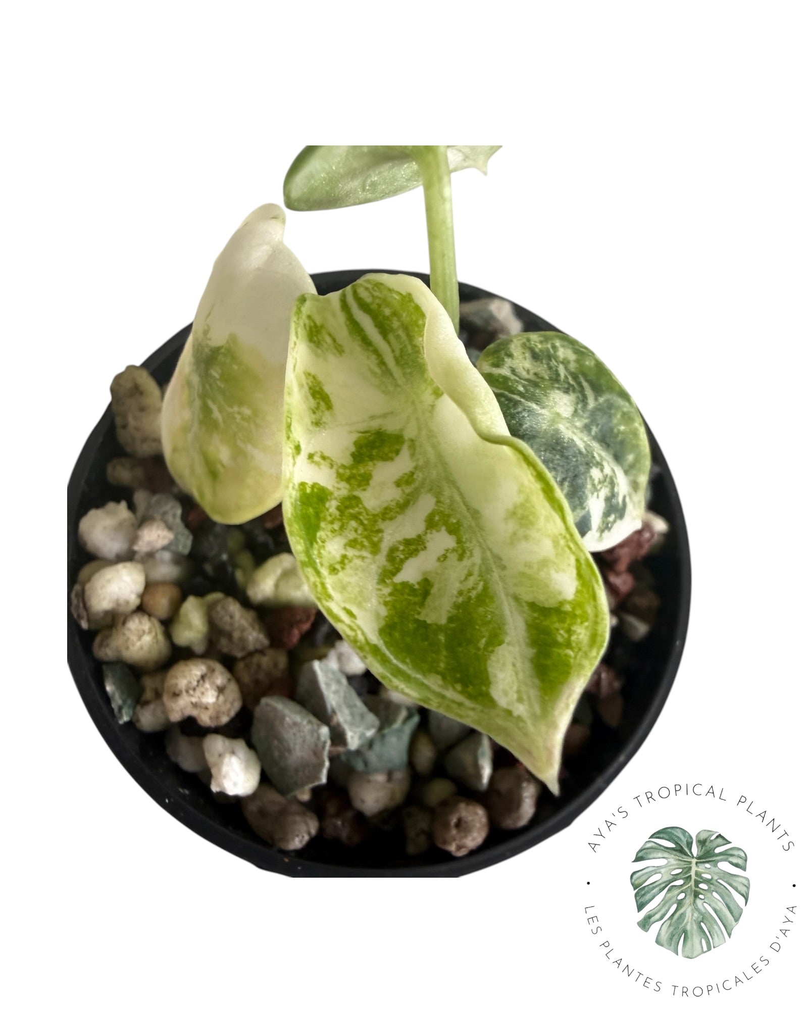 Alocasia Ninja Albo Variegated