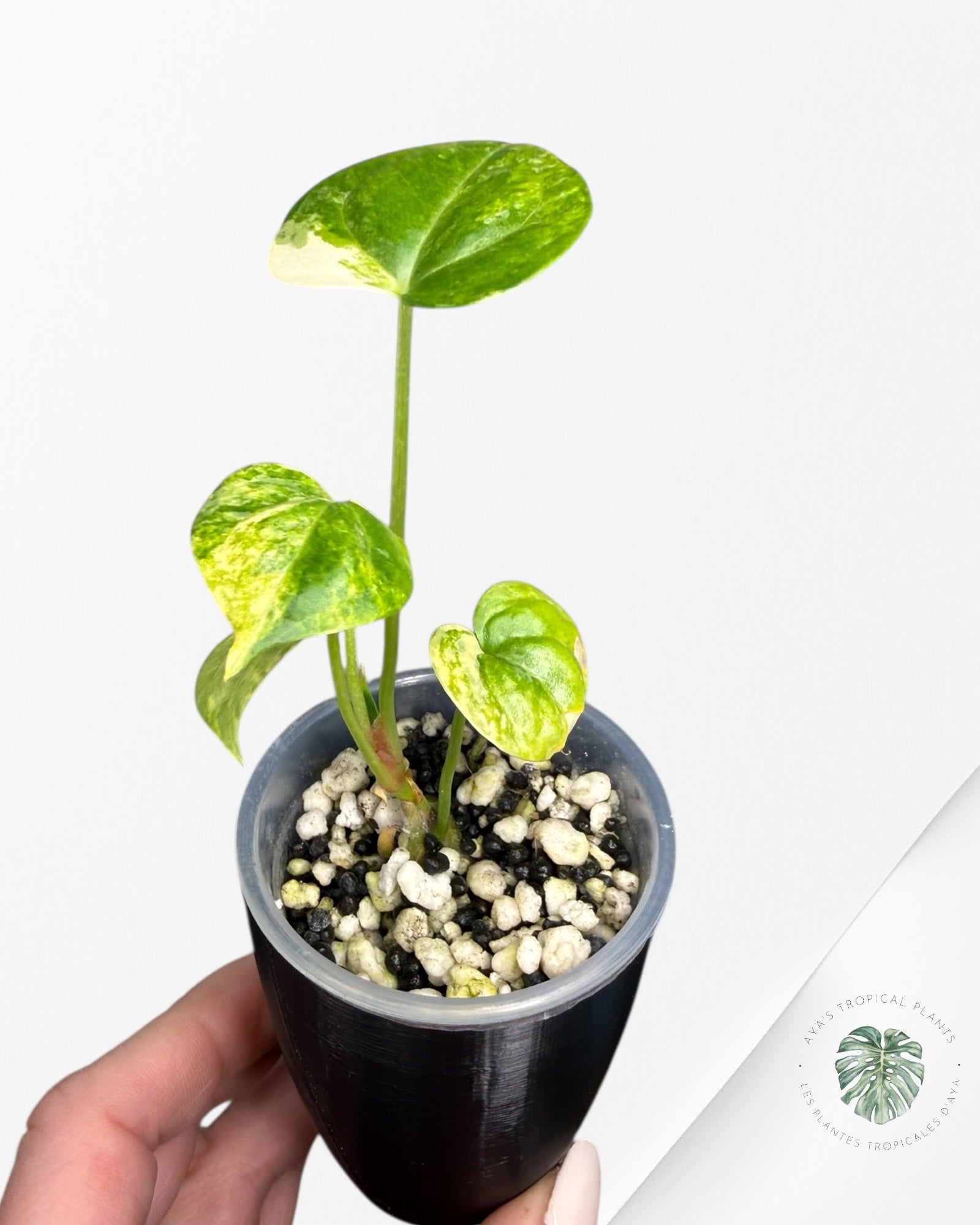 Anthurium Clarinervium Aurea Variegated