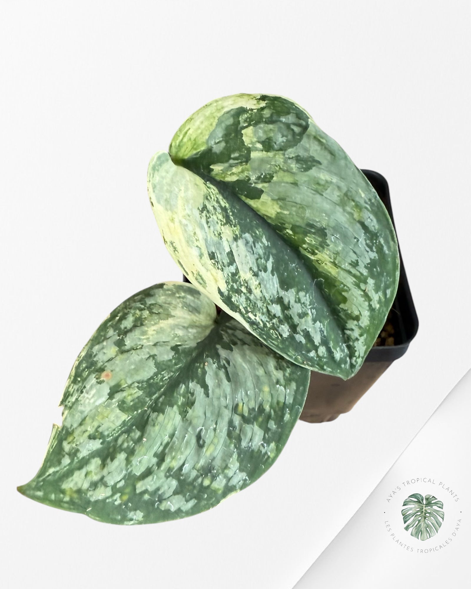 Scindapsus Exotica Tricolor - EXP4