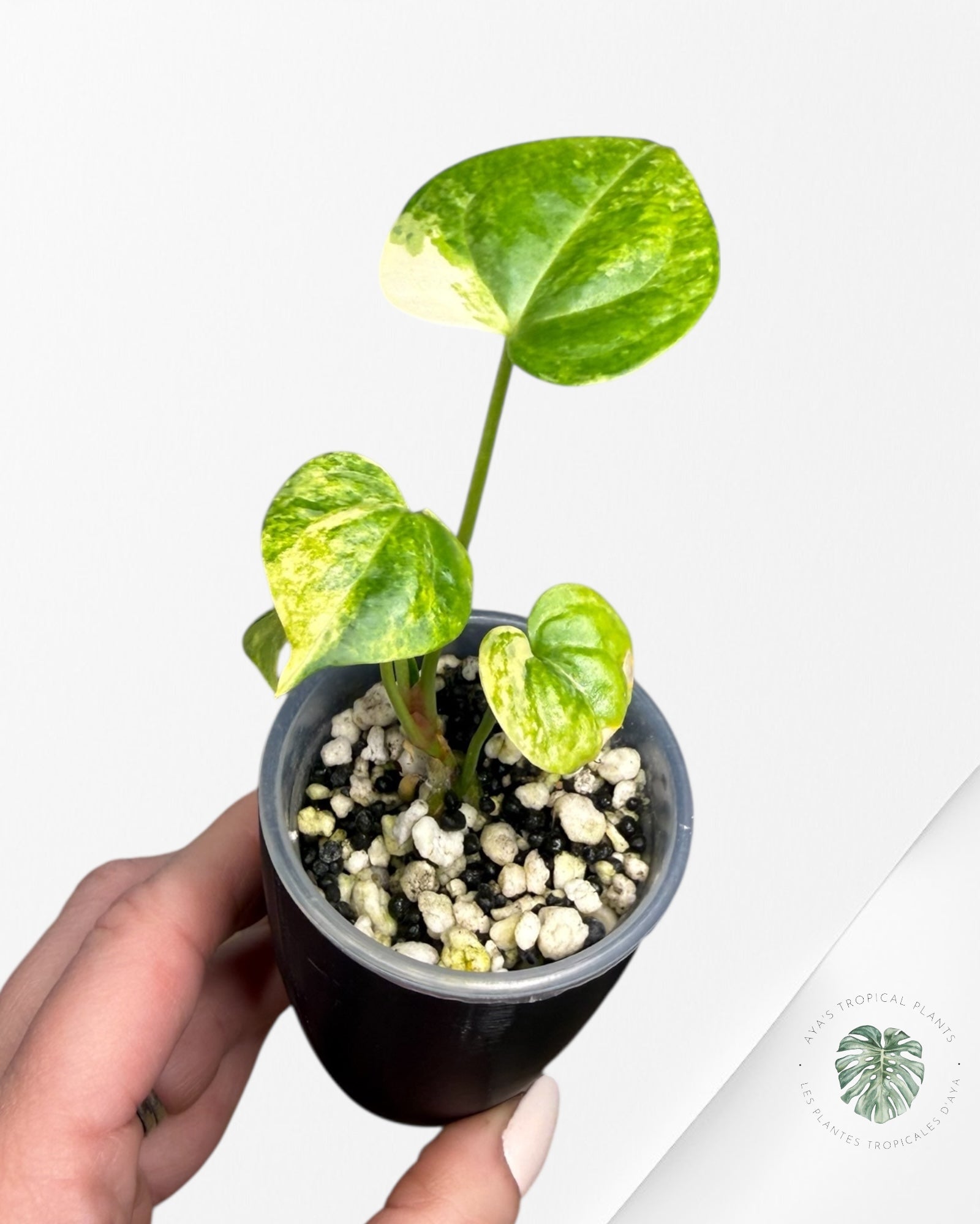 Anthurium Clarinervium Aurea Variegated