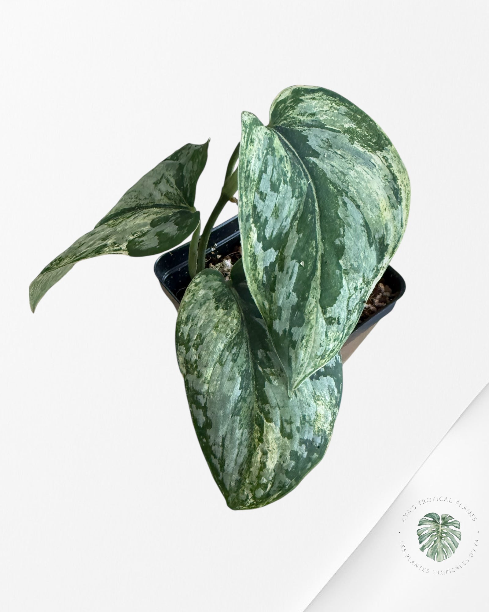 Scindapsus Exotica Tricolor - EXP3