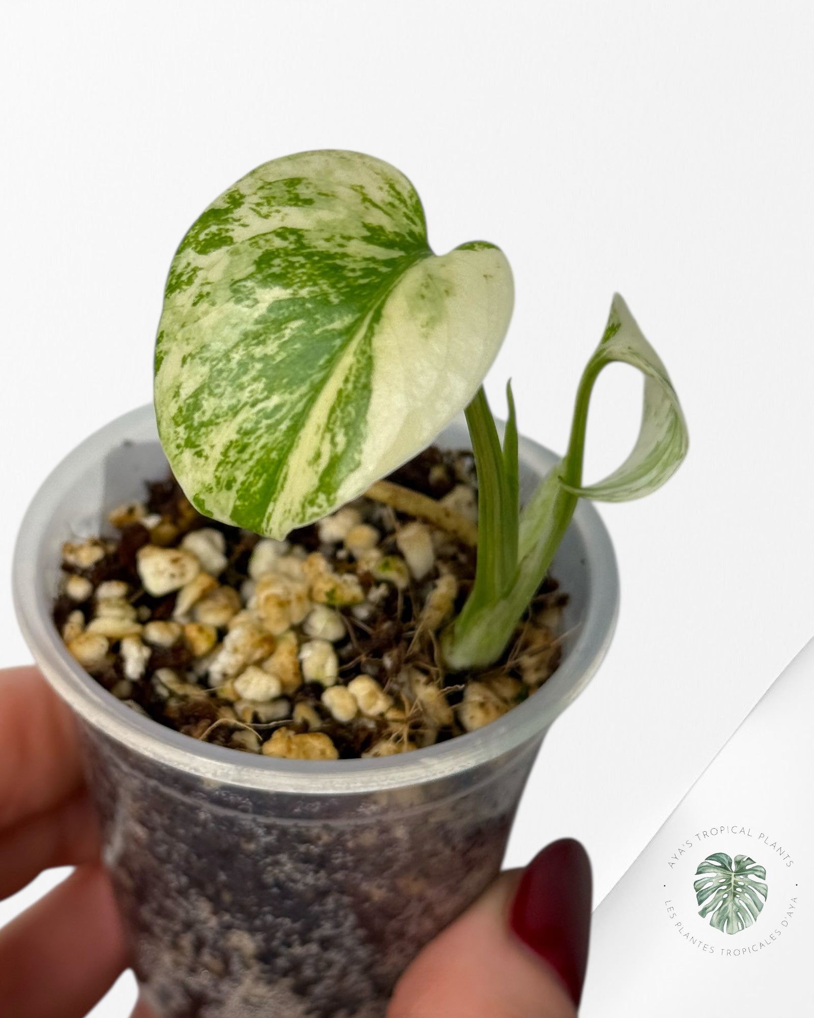 Monstera White Mint |Rare TC Plant | Aya's Tropical Plants