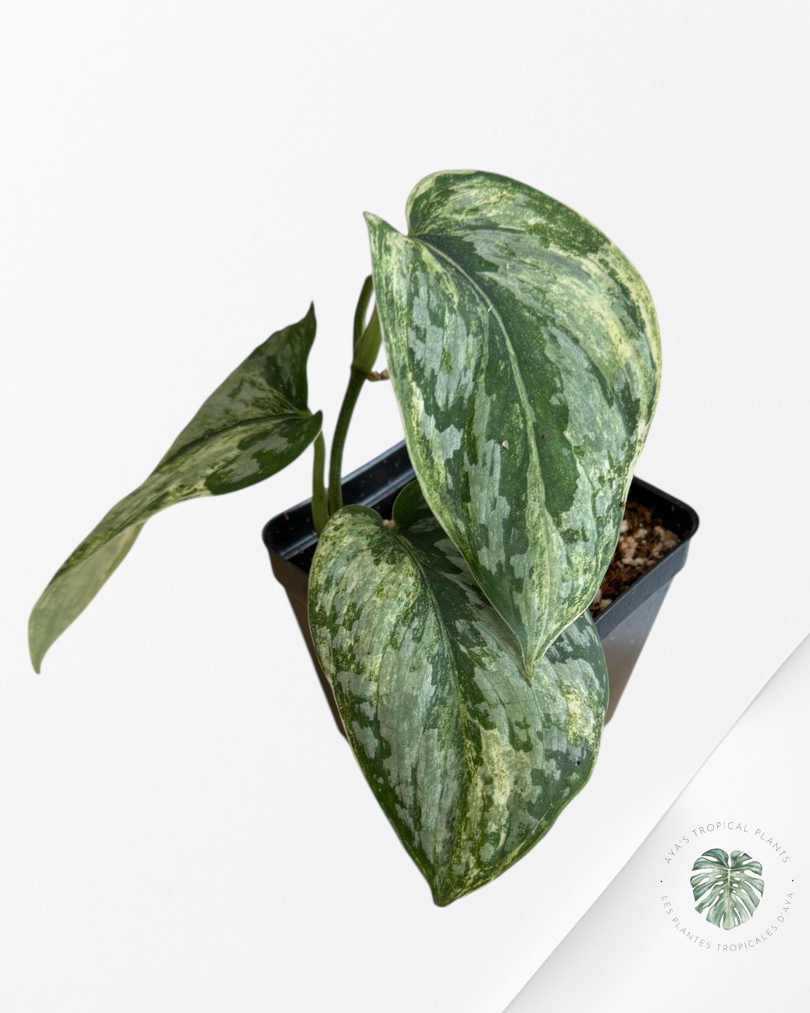 Scindapsus Exotica Tricolor - EXP3