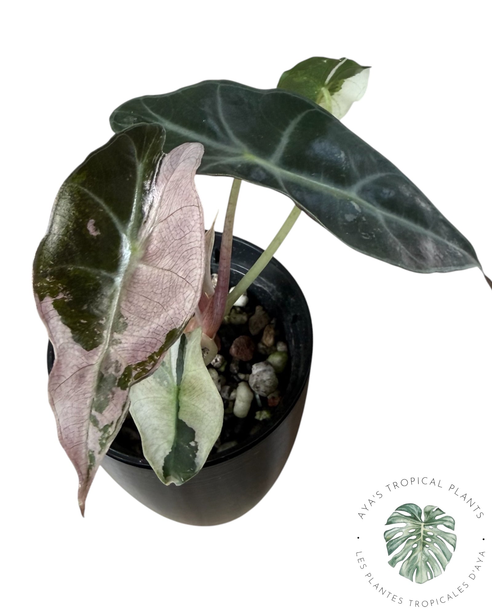 Alocasia Polly Pink Snowflake
