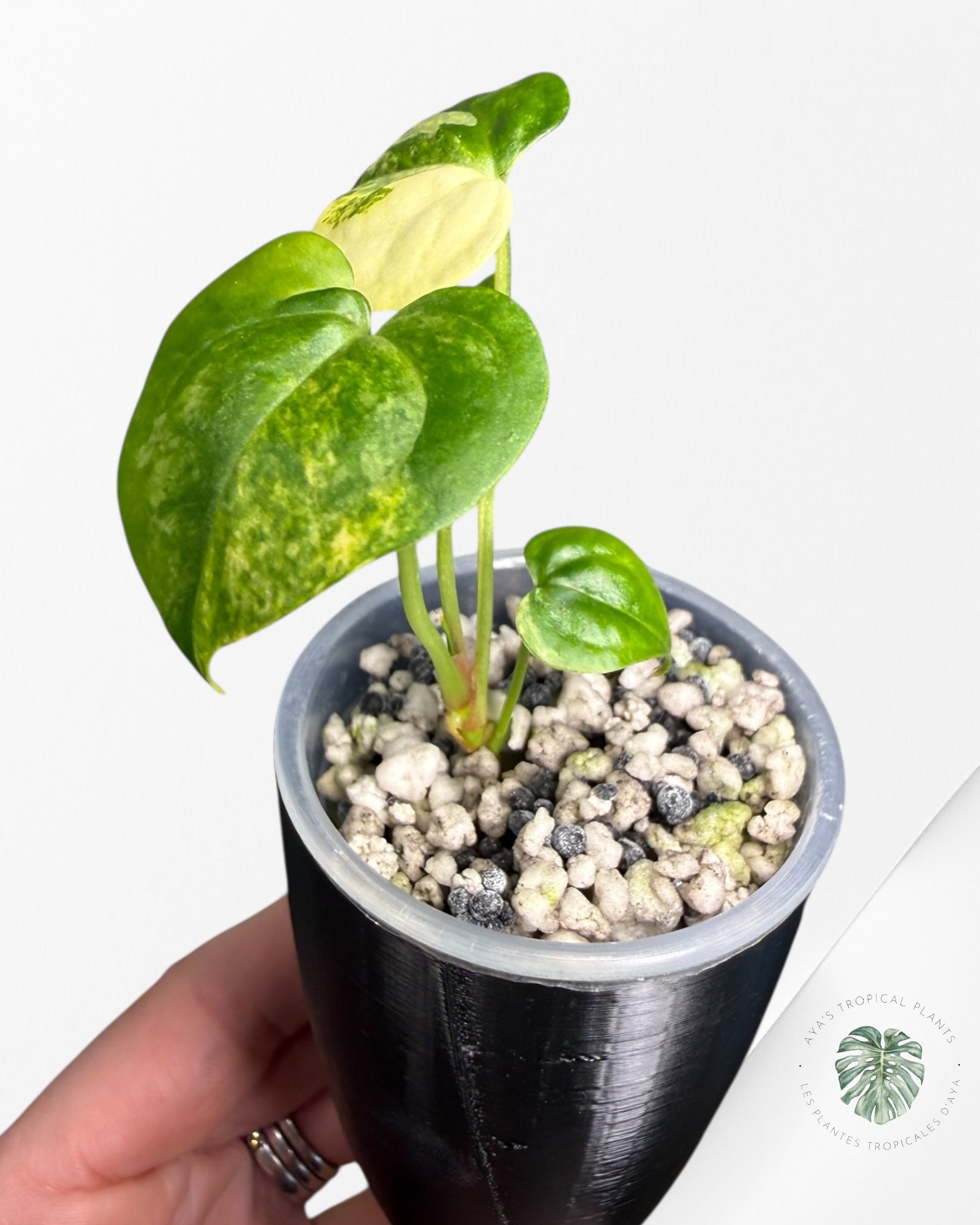 Anthurium Clarinervium Aurea Variegated