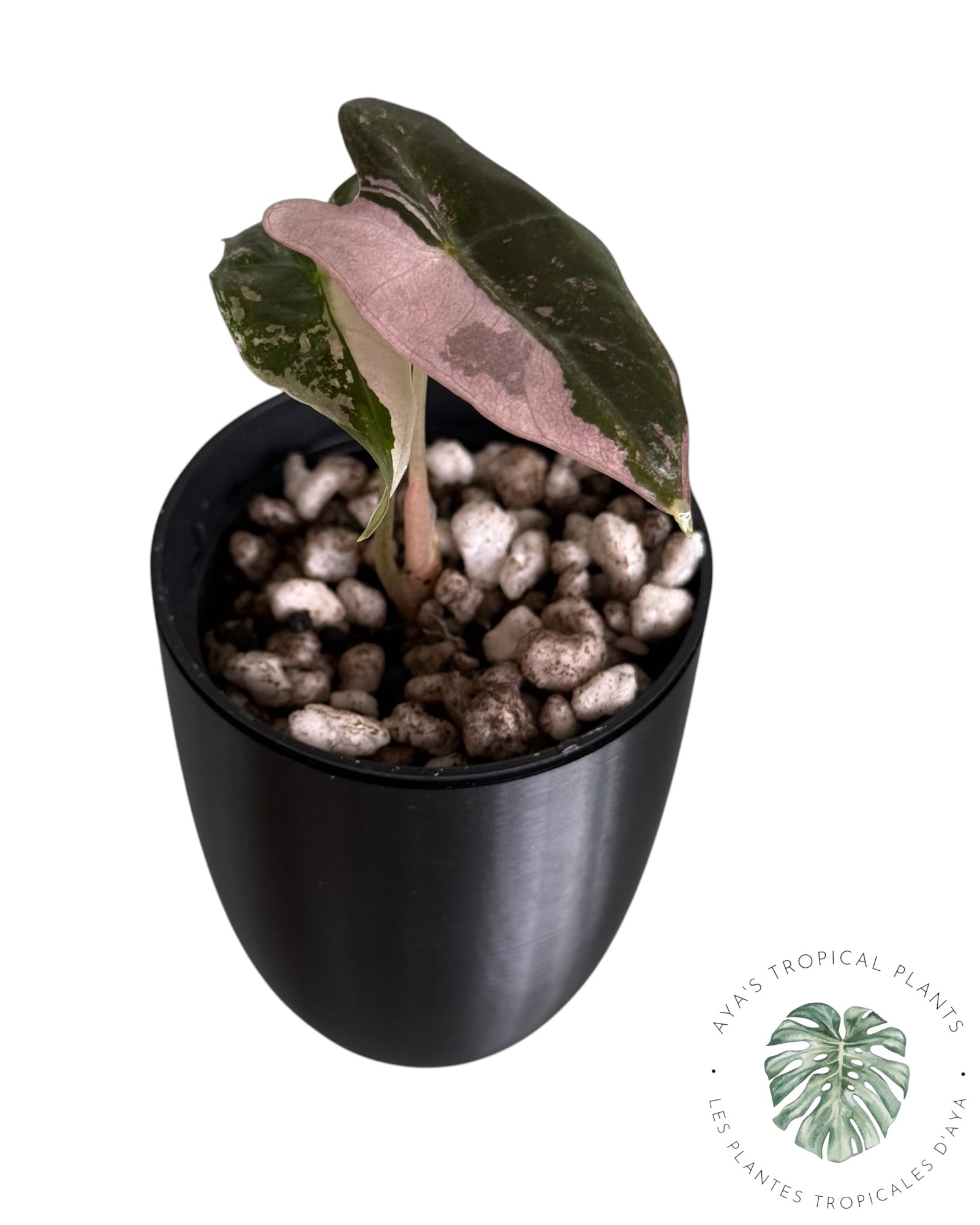 Alocasia Nobilis rose panaché