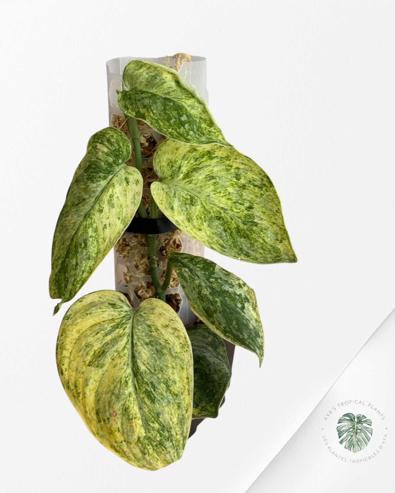 Scindapsus Tembaga-EXP6