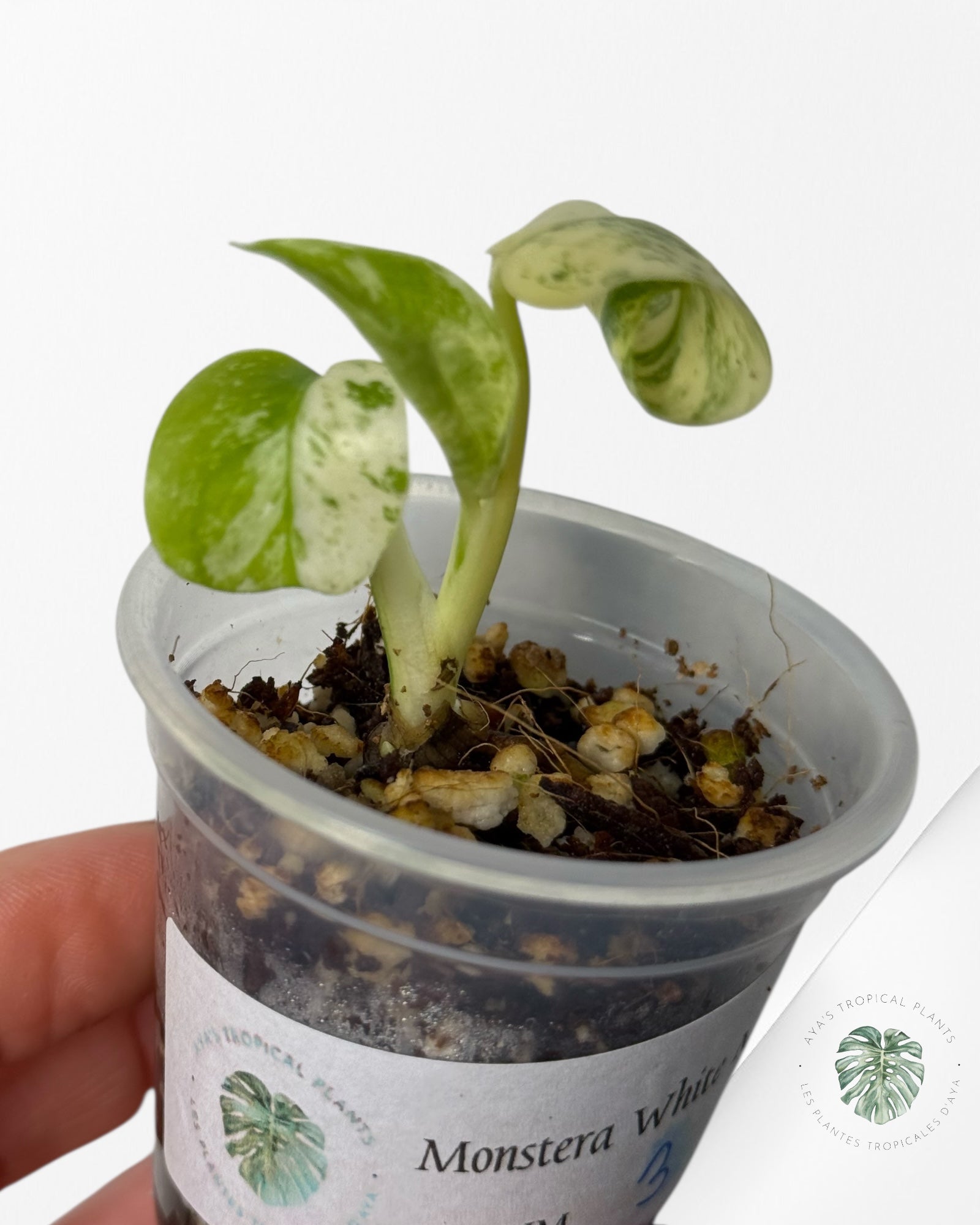 Monstera White Mint |Rare TC Plant | Aya's Tropical Plants