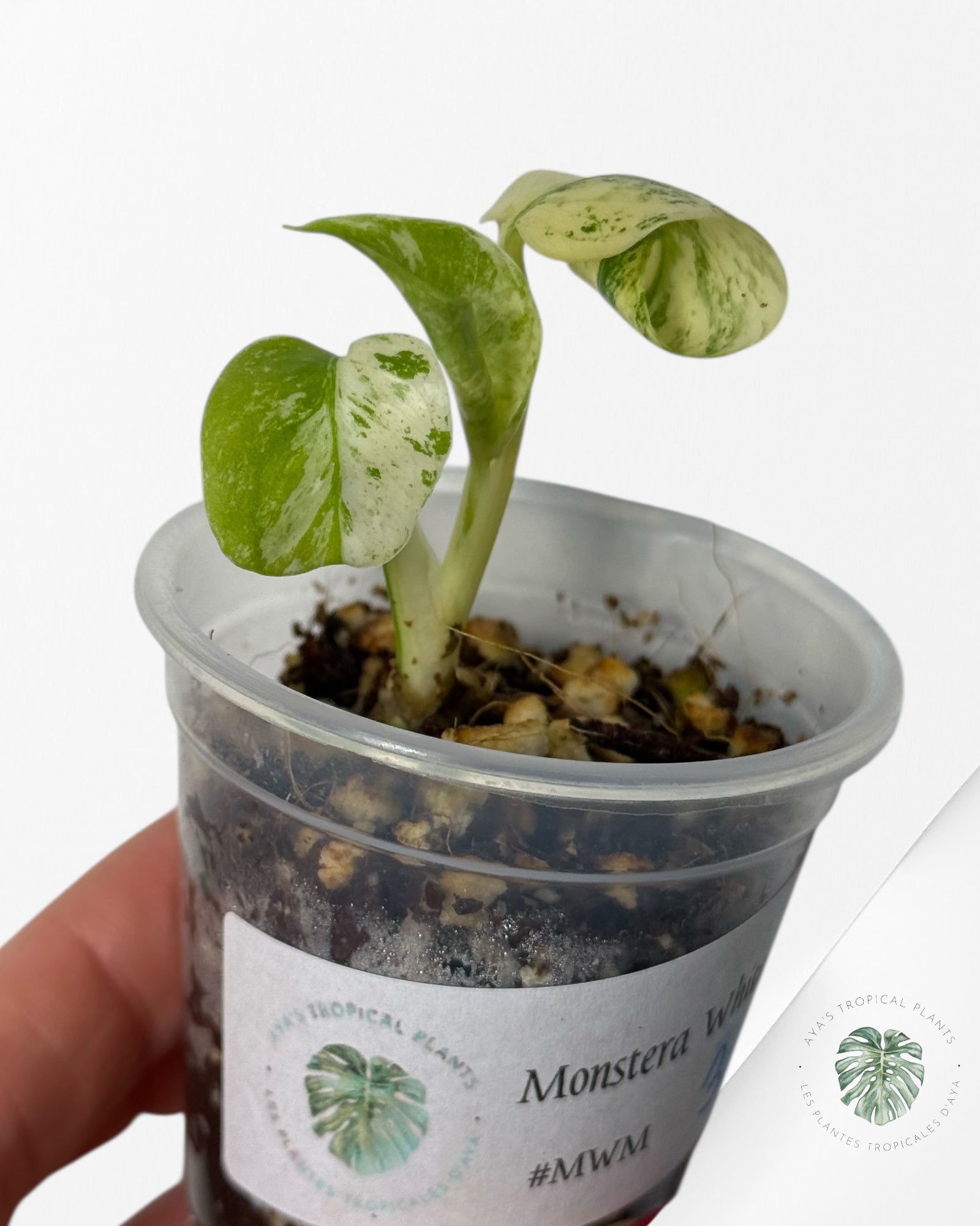 Monstera White Mint |Rare TC Plant | Aya's Tropical Plants