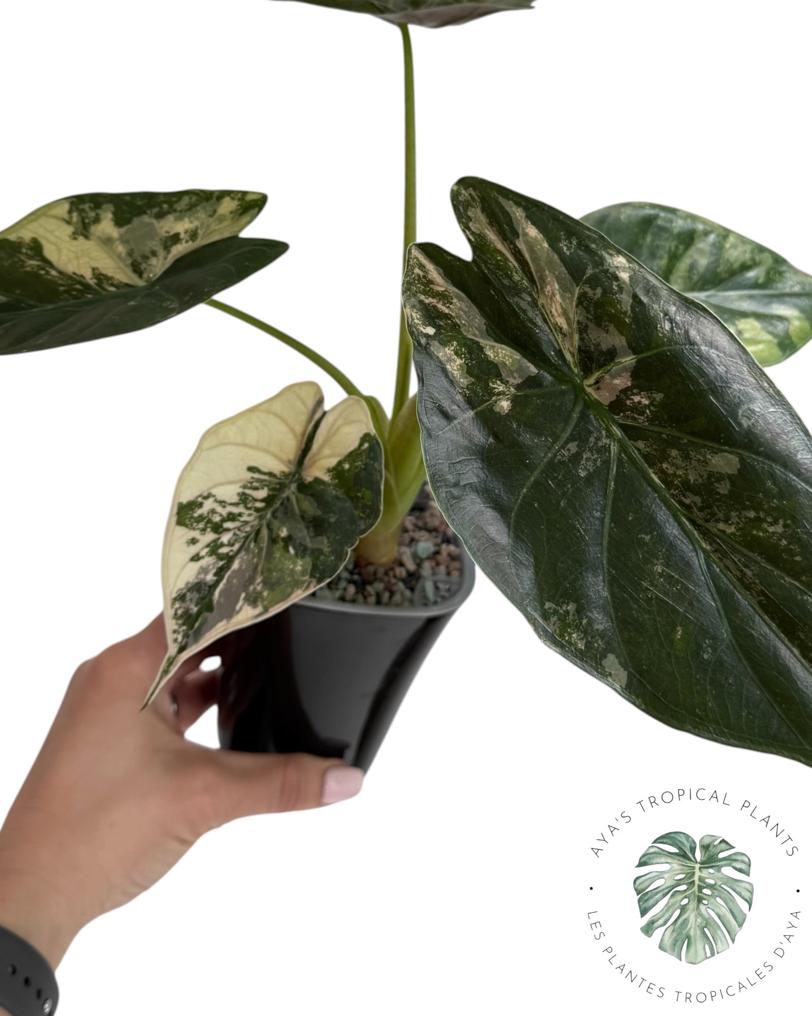 Alocasia Wentii Albo rose panaché