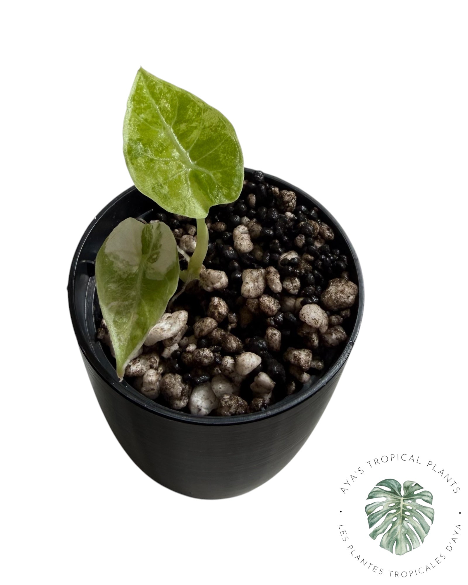 Alocasia Watsoniana Doff. Rose panaché