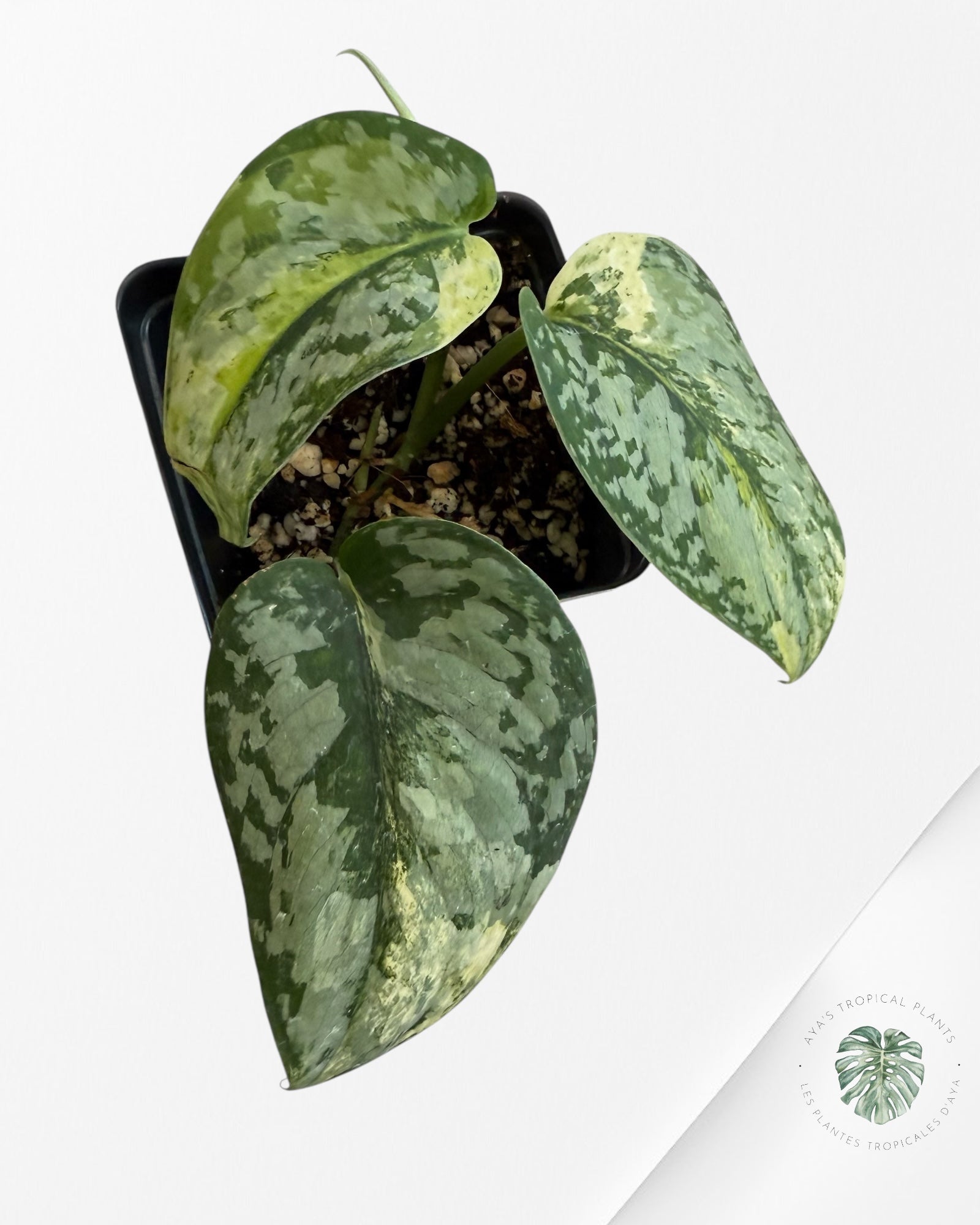 Scindapsus Prabu - EXP9