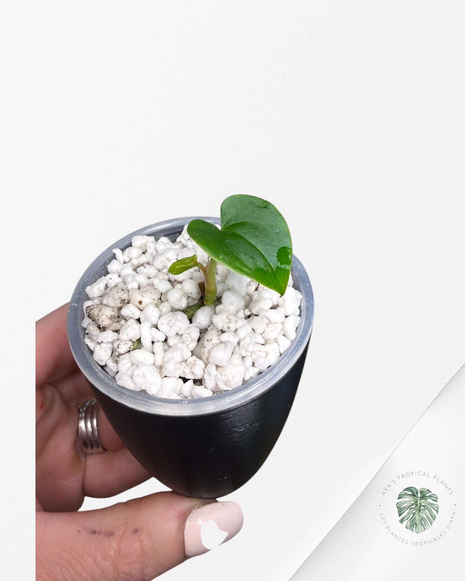 Anthurium Black Magic