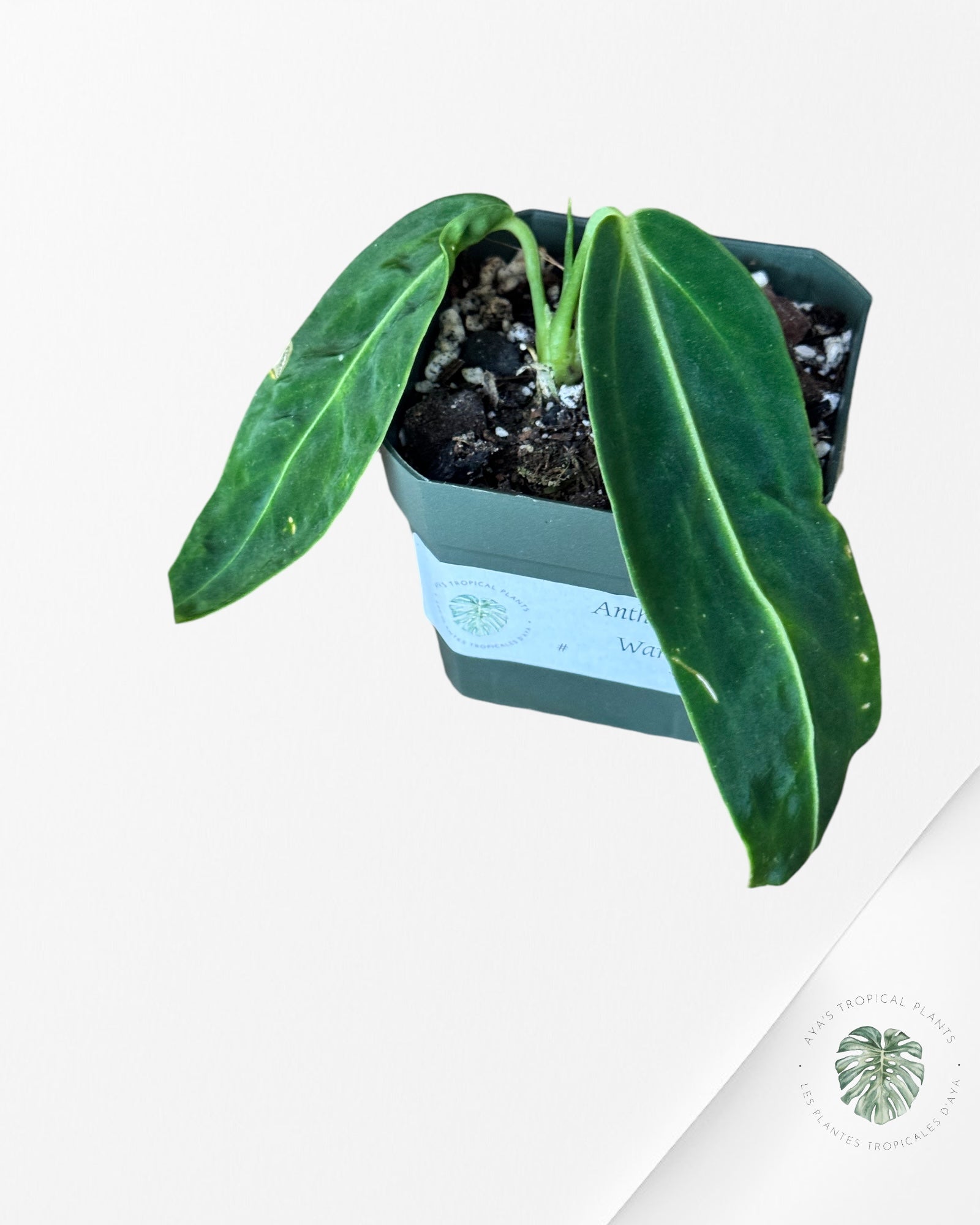 Anthurium Warocqueanum -40