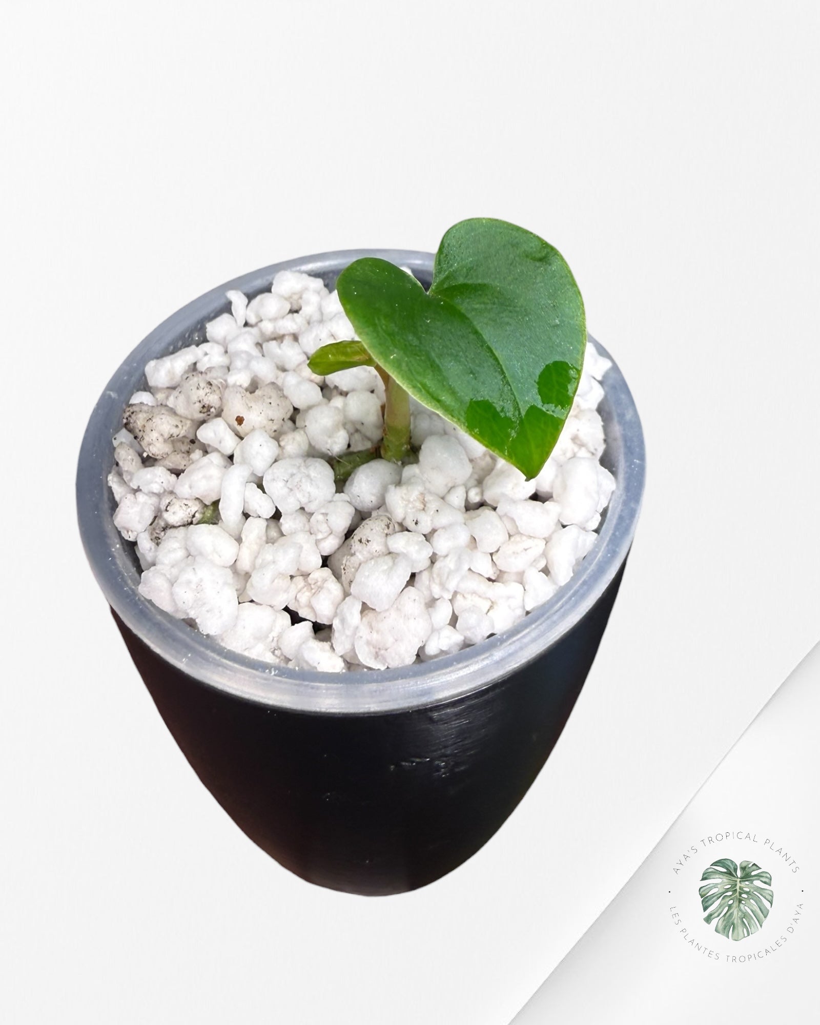 Anthurium Black Magic