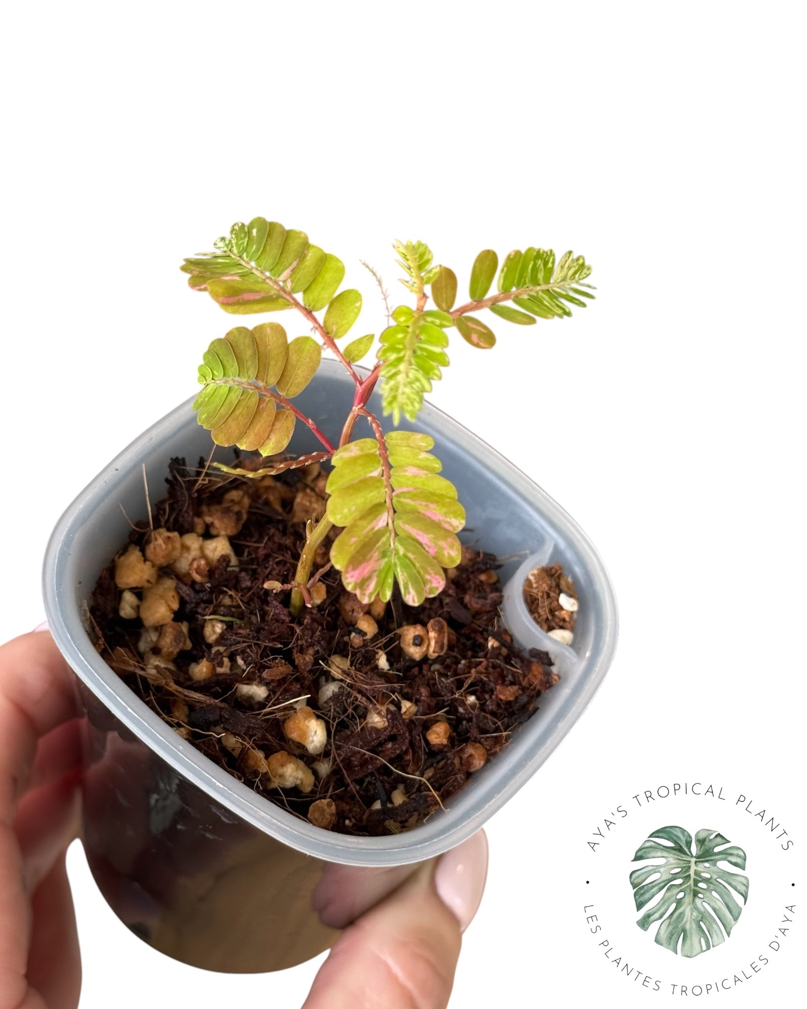 Phyllanthus urinaria 'Pink Variegated
