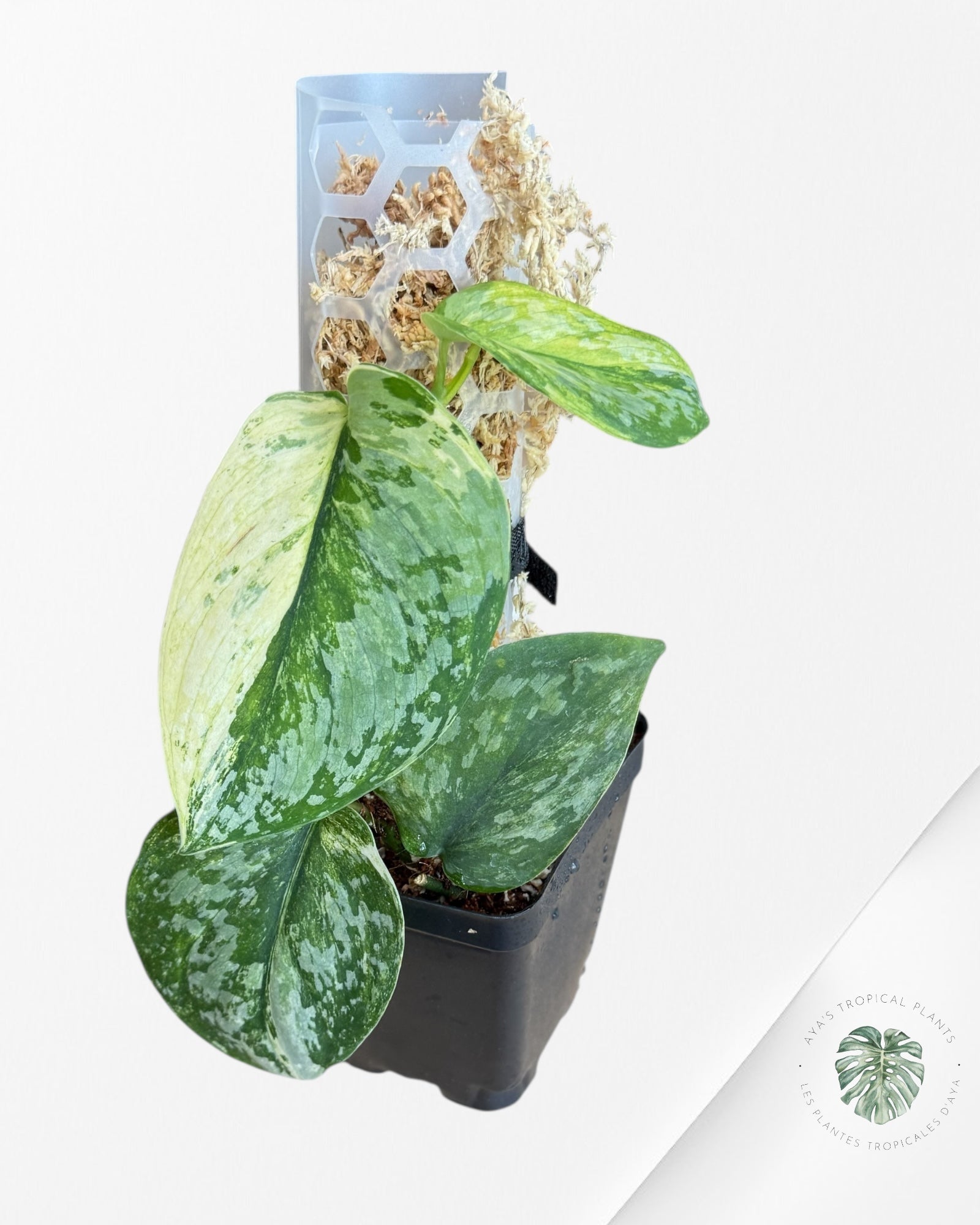 Scindapsus Prabu - EXP8