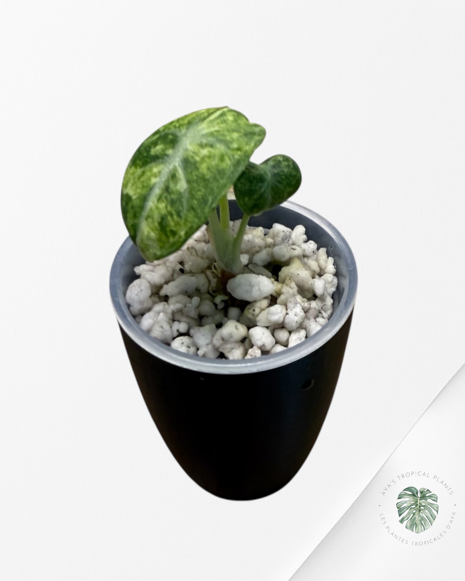 Alocasia Ninja Tricolor Variegated