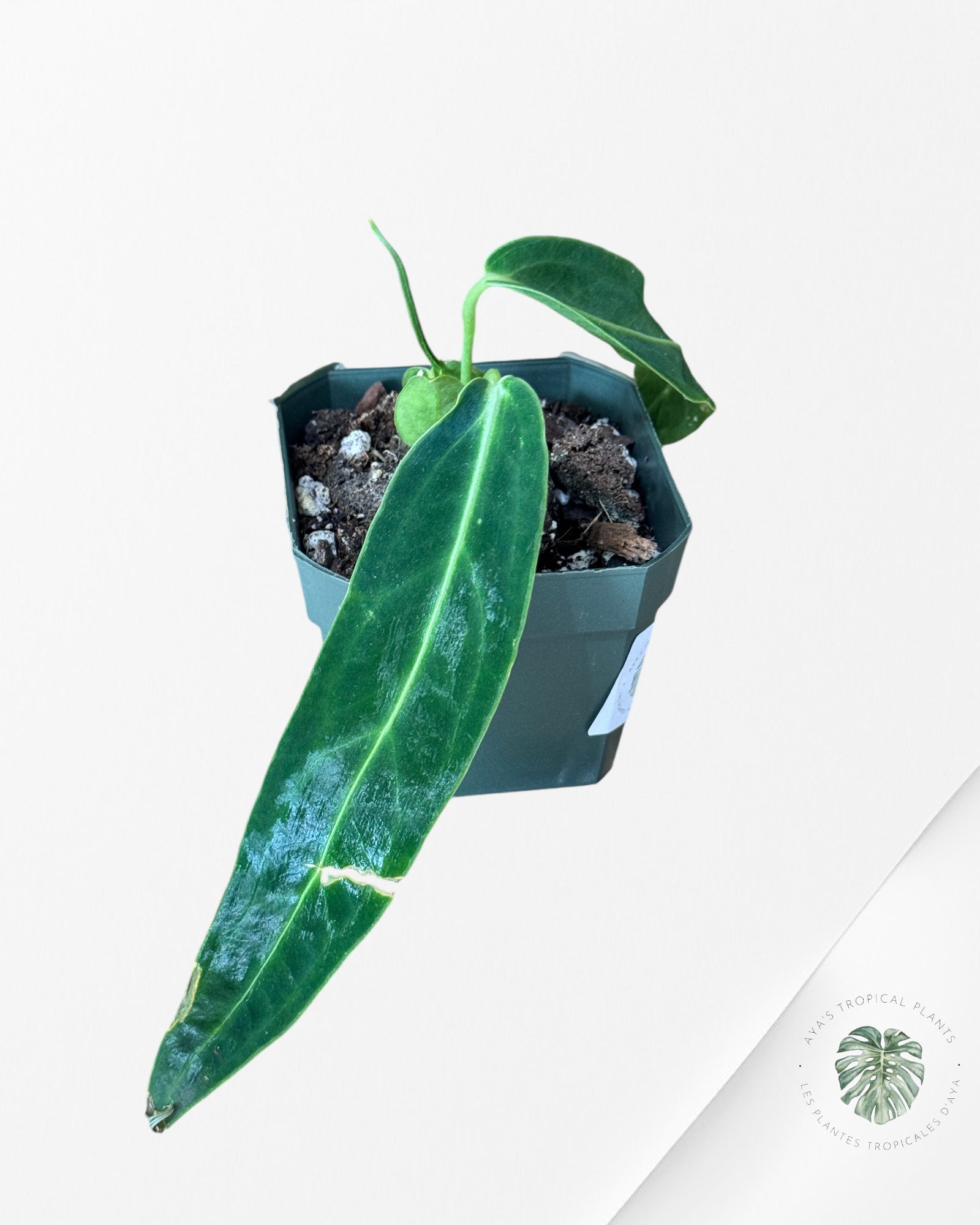 Anthurium Warocqueanum -50