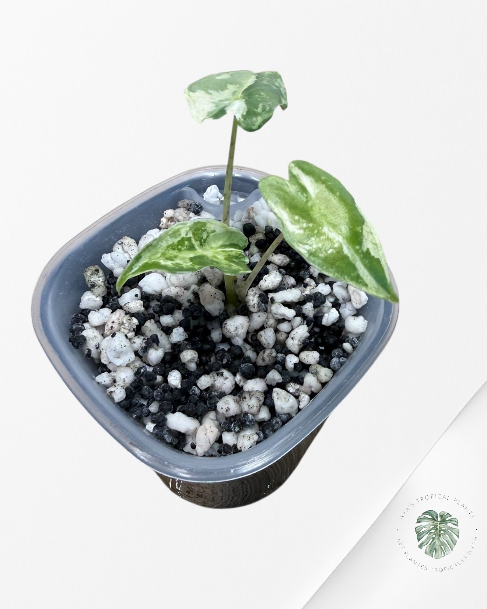 Alocasia Sarian Albo Variegated