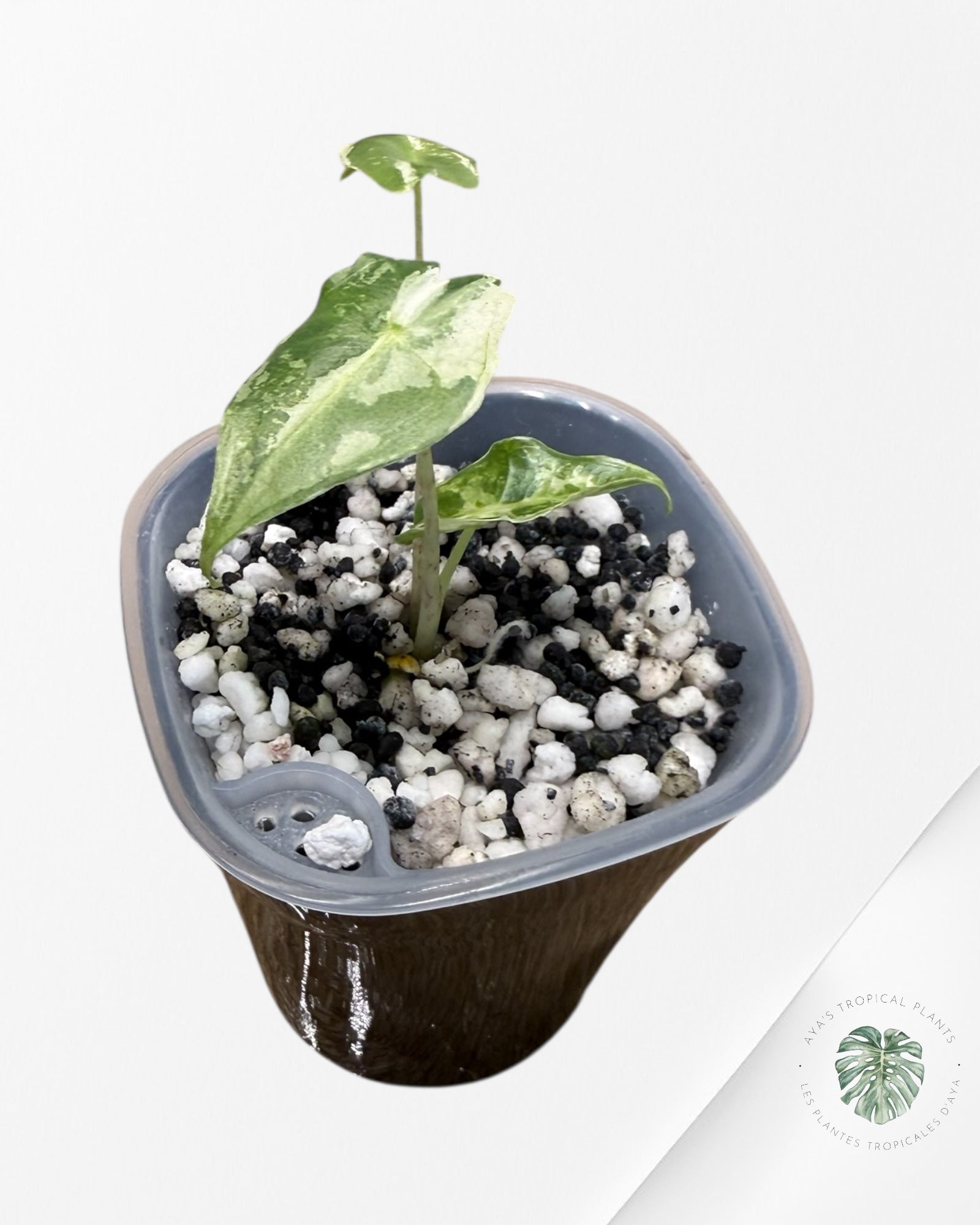 Alocasia Sarian Albo Variegated