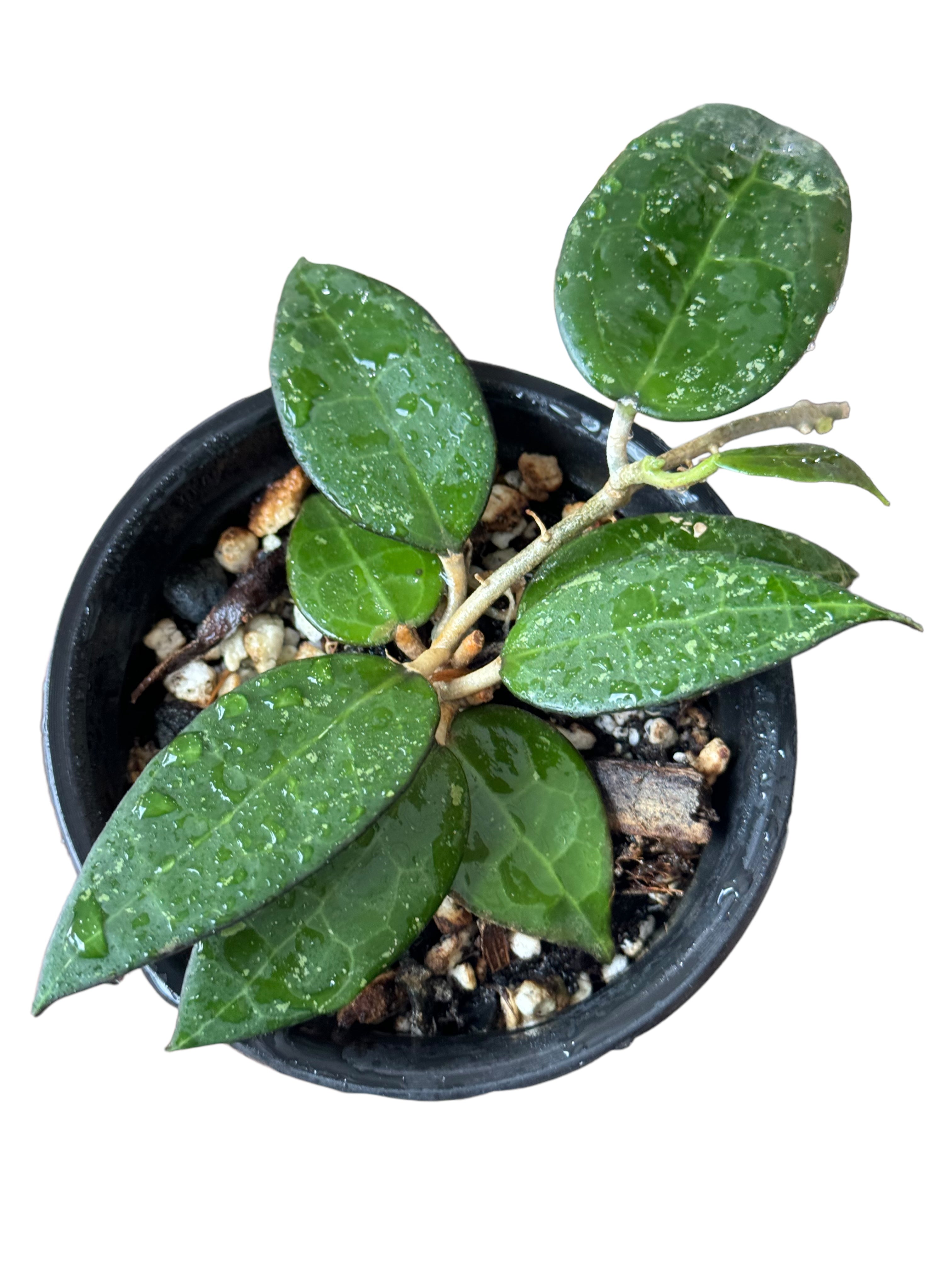 Hoya parasitica 'Black Margin'