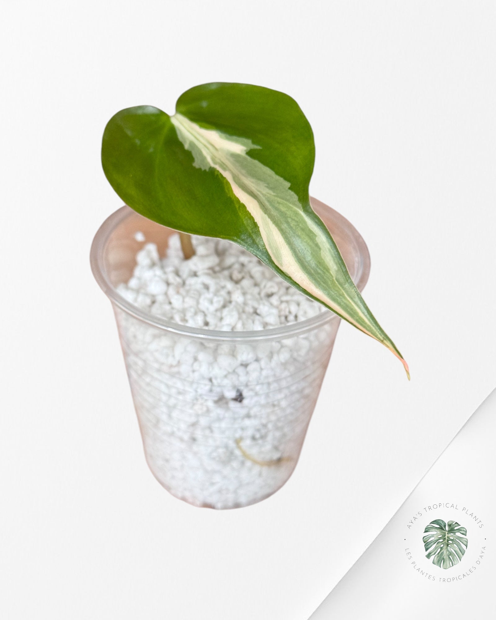 Philodendron Rio-PR1