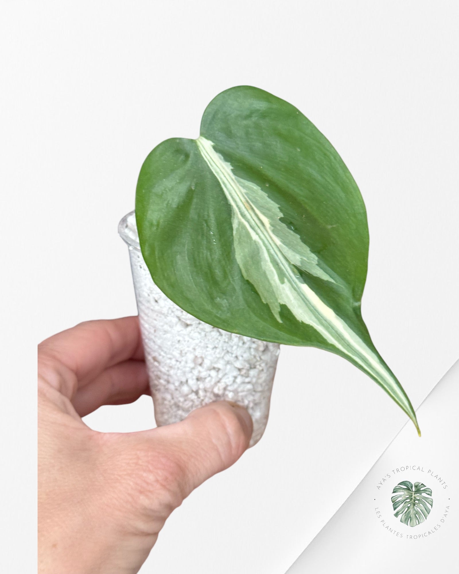 Philodendron Rio-PR3