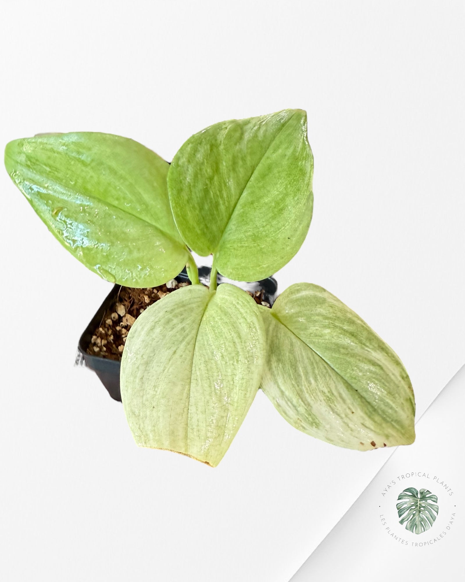 Scindapsus Treubii Moonlight White Mint - EXP12