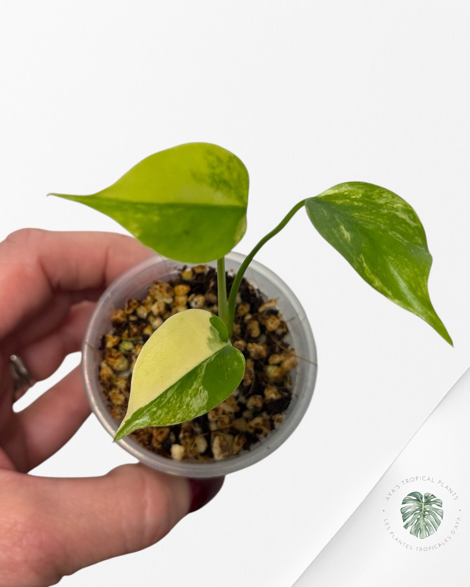 Monstera Aurea |Rare TC Plant | Aya's Tropical Plants