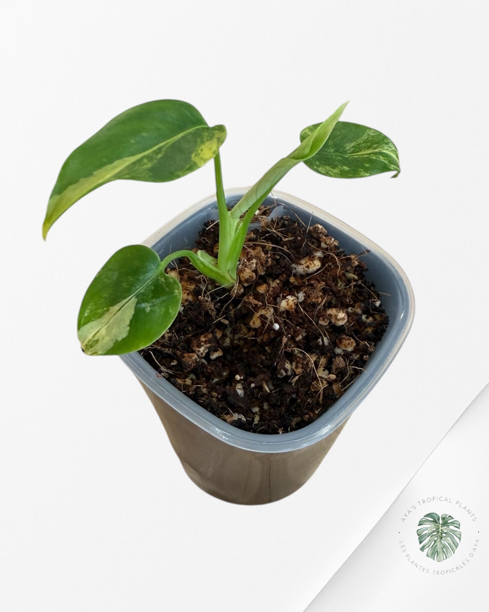 Monstera Deliciosa 'Yellow Marilyn'