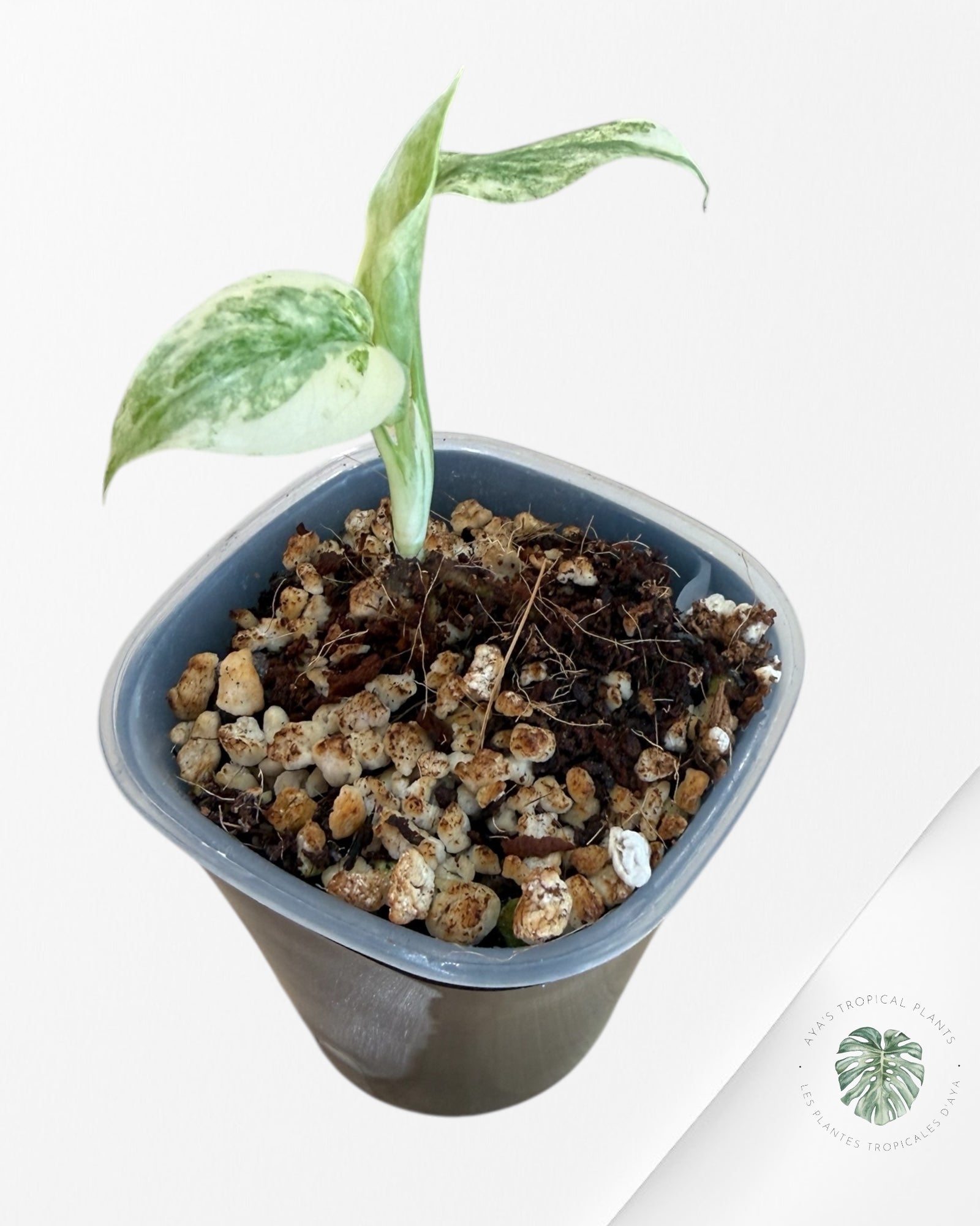 Monstera Deliciosa 'Legacy'