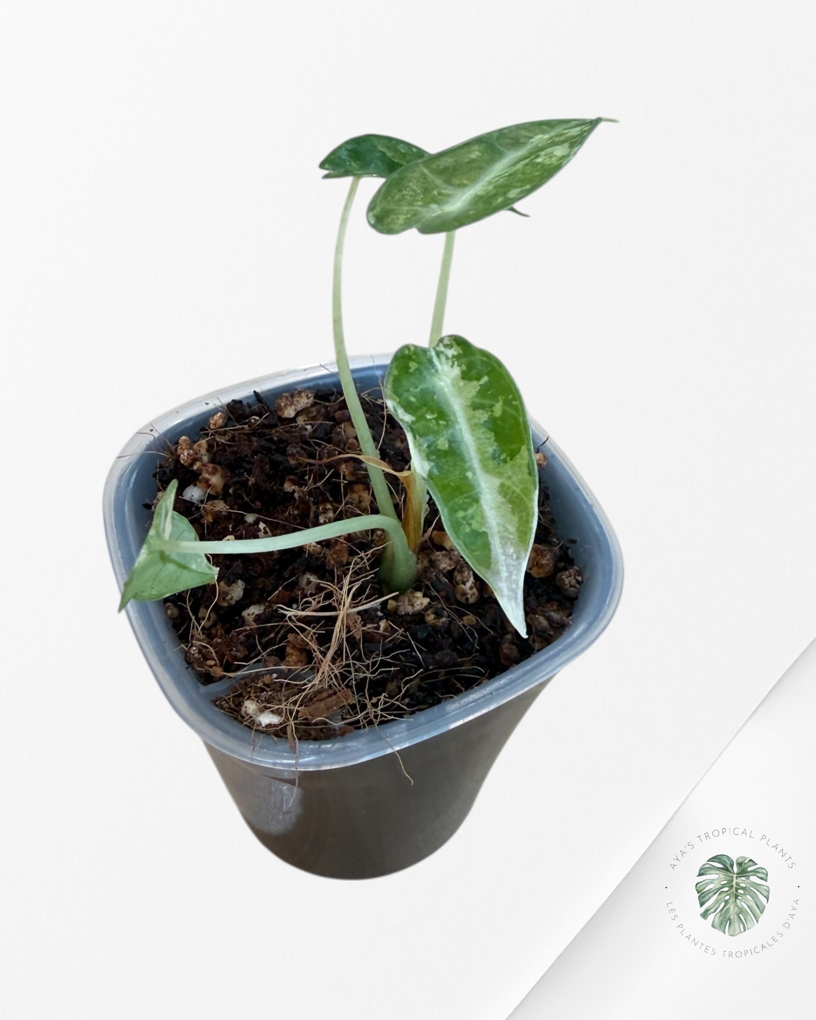 Alocasia Bambino  Albo & Aurea Variegated