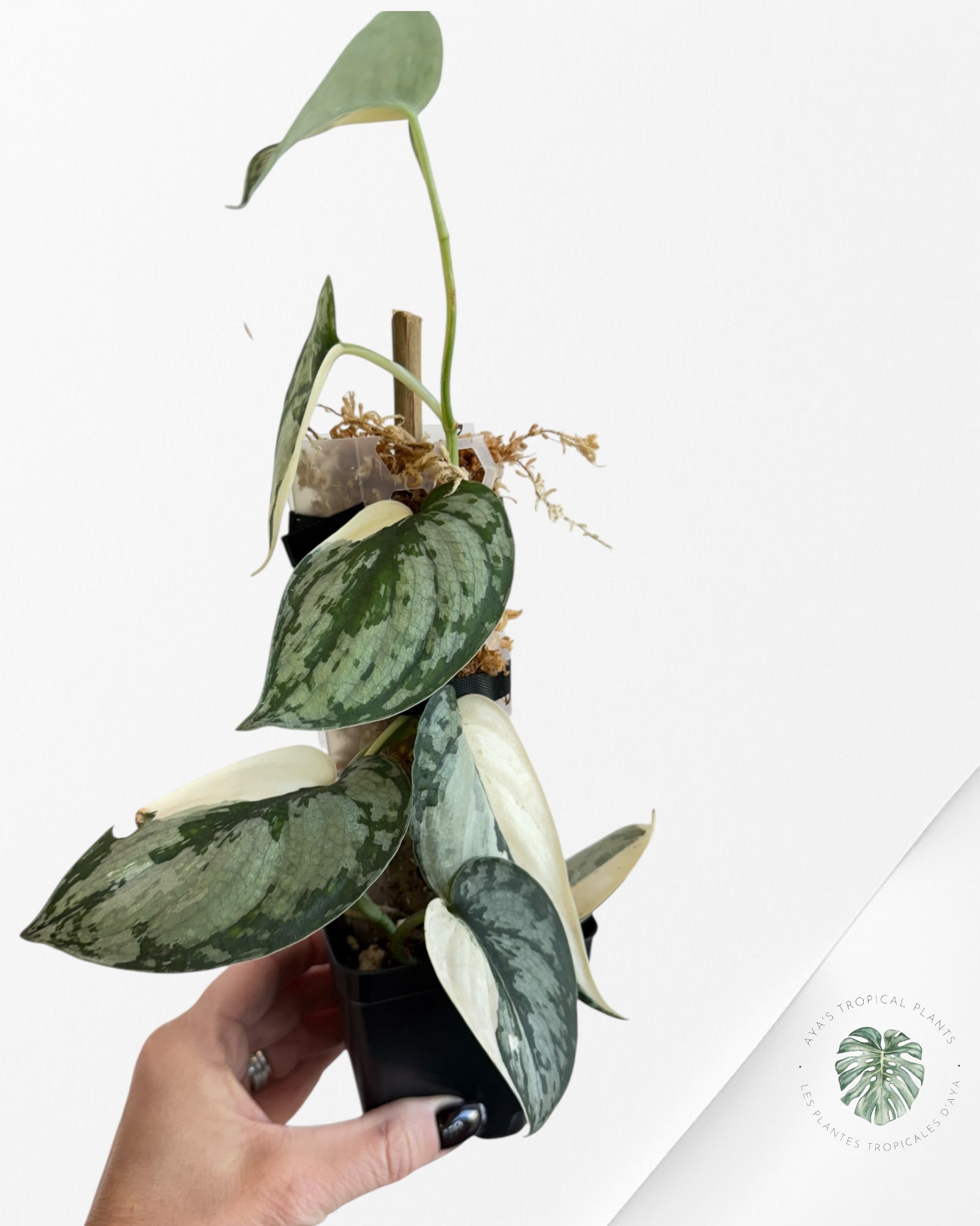 Scindapsus Mariposa-EXP14