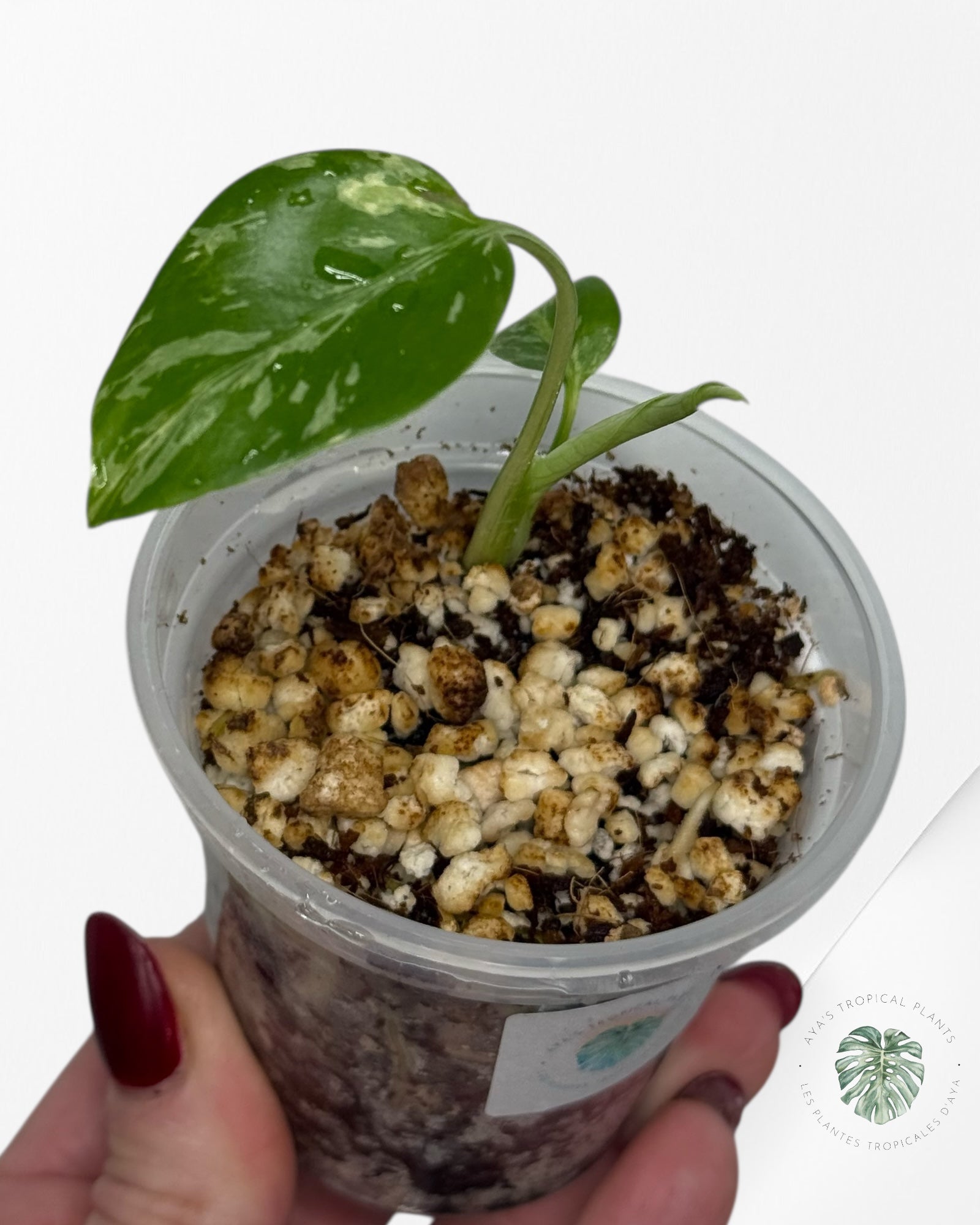 Monstera Deliciosa Bulbasaur | Rare TC Plant| Aya's Tropical Plants