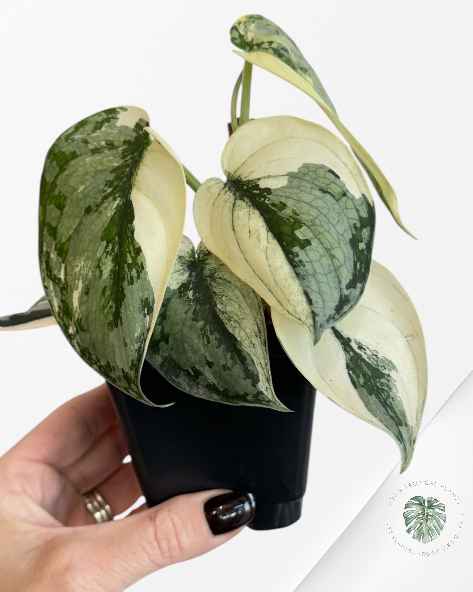 Scindapsus Mariposa-EXP15