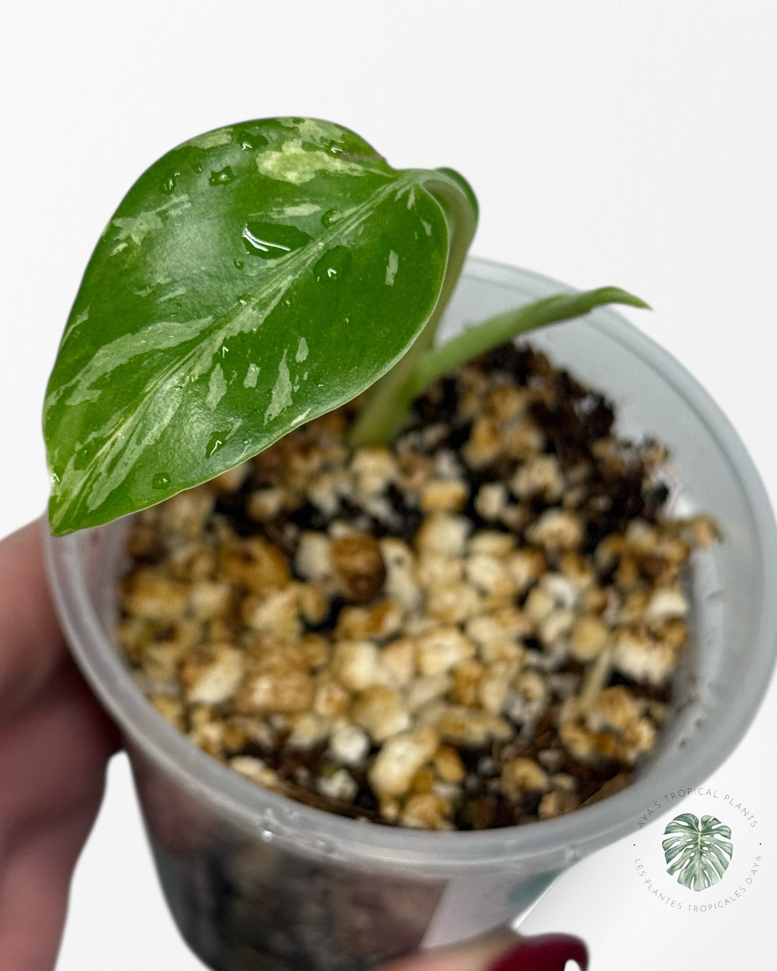 Monstera Deliciosa Bulbasaur | Rare TC Plant| Aya's Tropical Plants